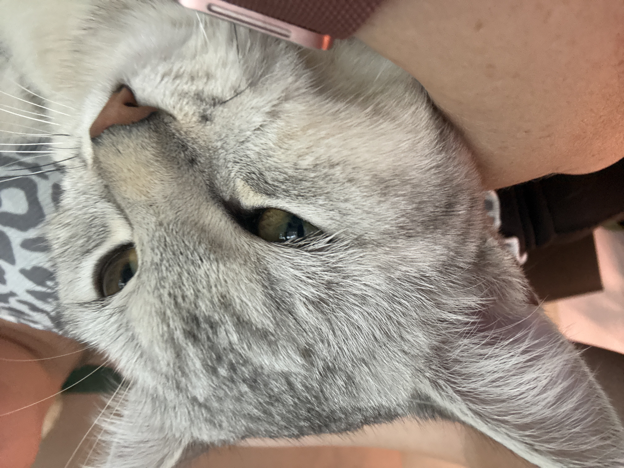 A close-up photograph shows the face of a grey tabby cat with green eyes. The cat is resting its head on a person's arm and shoulder, and appears relaxed. The background is blurred, but suggests an indoor setting. There is no indication of Mikhaylovsk, Russia, or any other specific location.
