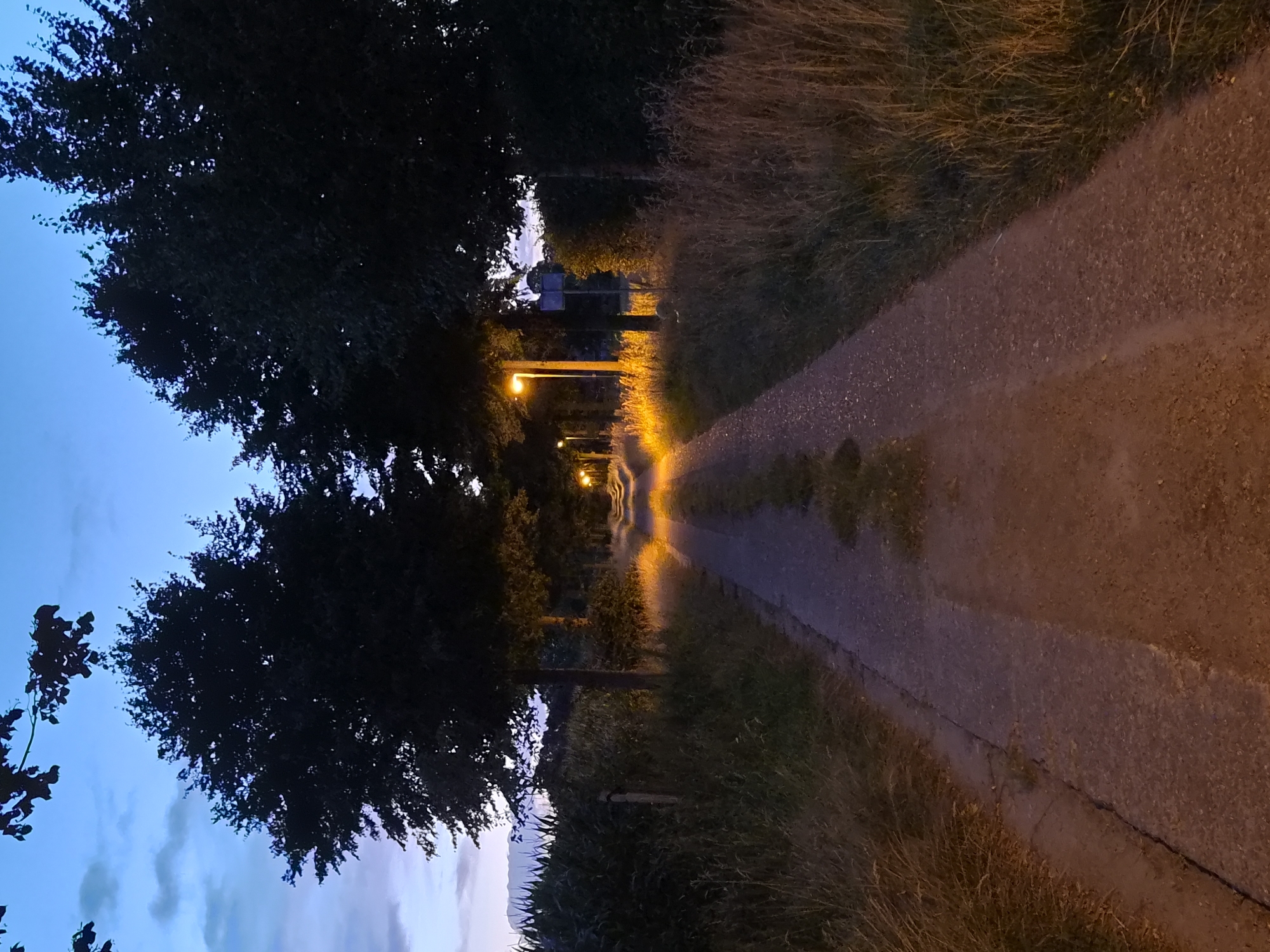 The image depicts a rural road at dusk in Schiffdorf, Germany. The road, which appears to be paved with asphalt and gravel, is flanked by tall trees casting shadows. The sky is a gradient of deep blue to lighter blue with some wispy clouds. Several streetlights illuminate sections of the road with a warm, orange glow. On the left side of the road, there is a field of tall green corn stalks. On the right side, the verge is covered in dry, tall grass. The overall atmosphere is peaceful and serene, suggesting an evening scene in a rural setting.