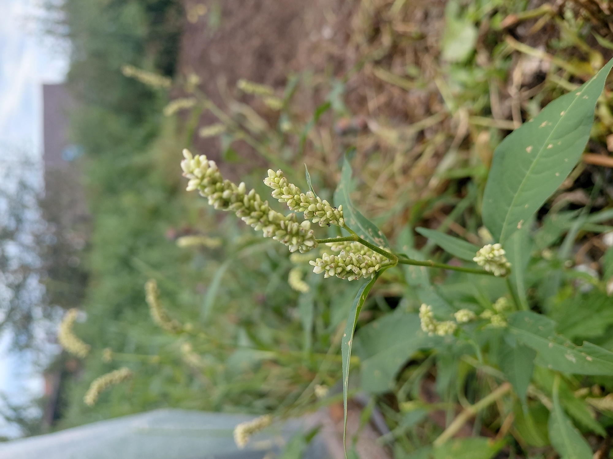 A close-up, eye-level shot focuses on a flowering plant with multiple green leaves and clusters of small, pale green buds forming spike-like structures. The plant is in the foreground, with a blurred background of dry grass, some tilled soil, and distant vegetation under a cloudy sky. A transparent plastic sheet is partially visible on the left. The scene appears to be an outdoor environment, possibly a garden or field, in Malinovka, Russia. No people or specific actions are depicted.