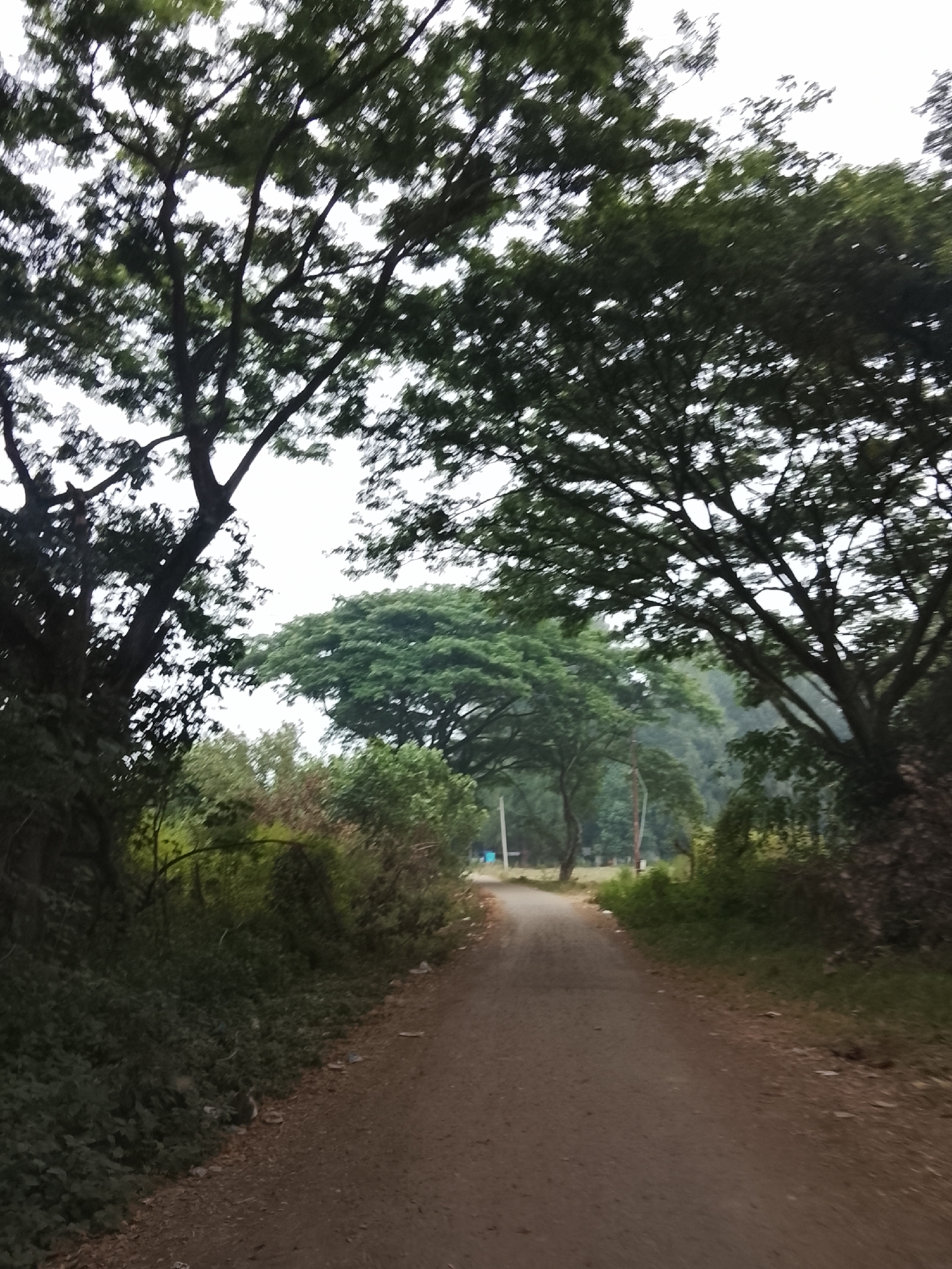 This is a full shot of a dirt road in a rural area, possibly the city of Reudeuep, Indonesia. The road is unpaved and shows signs of wear and tear, with loose gravel and dirt. Lush green trees line both sides of the road, with dense foliage creating a natural canopy overhead. The trees are varied in size and species, with some appearing much older and larger than others. The leaves of the trees are a vibrant green, and the branches are thick and sturdy. The sky above is overcast, casting a soft, diffused light on the scene. In the background, there are hints of other vegetation, including bushes and smaller trees. The overall impression is one of a natural, untouched landscape, with the road serving as a pathway through the wilderness.