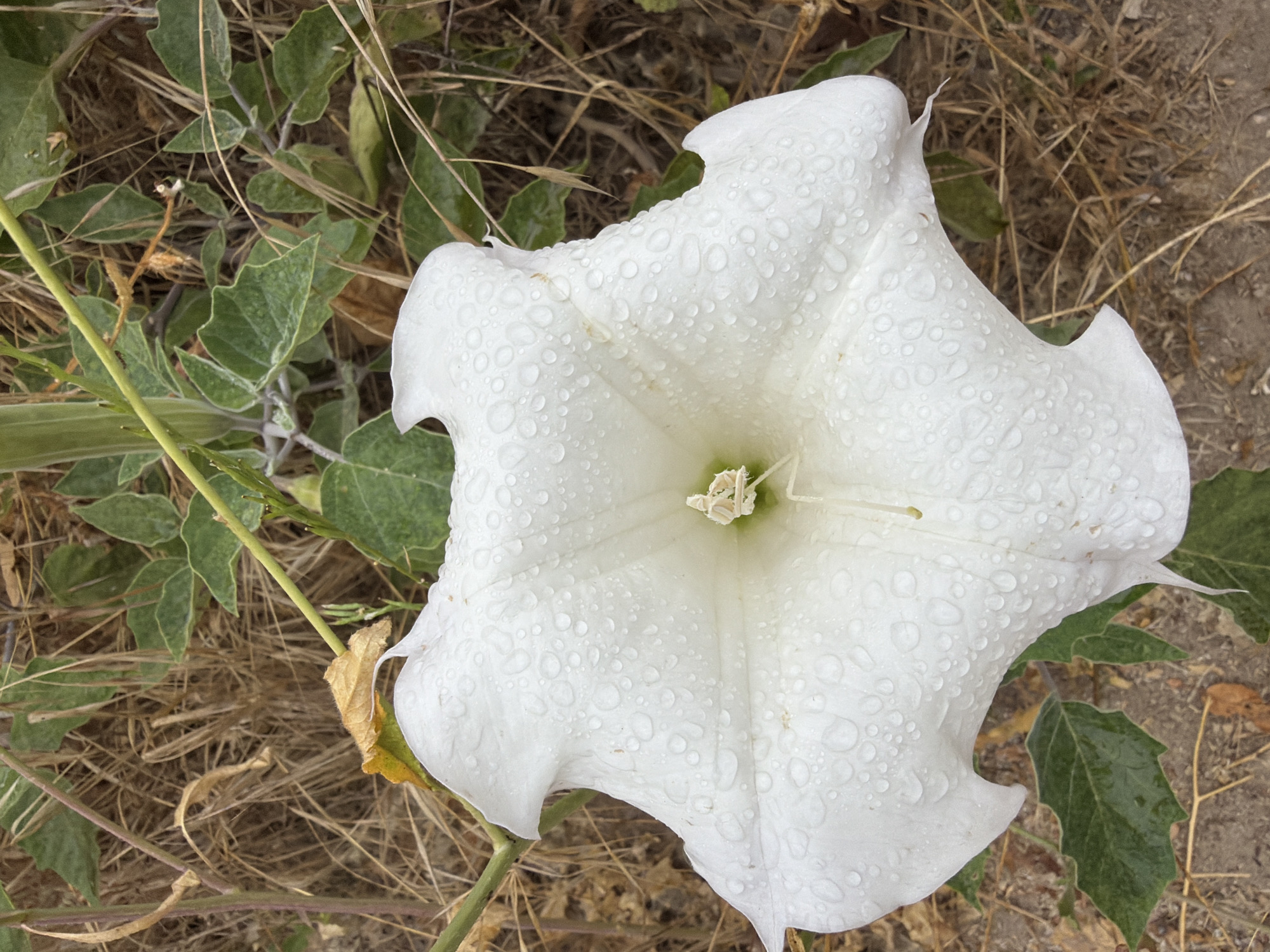 A close-up, slightly overhead shot captures a large, white, trumpet-shaped flower covered in dew drops. The flower's petals are wide and ruffled, with delicate veins visible beneath the moisture. The center of the flower reveals its reproductive parts. The flower is surrounded by dry, brown grasses and some green leaves. The ground beneath is a mixture of dry soil and scattered leaves. The image appears to be taken outdoors, possibly in a natural or garden setting. The city of Lake Forest, United States of America, is not evident in the visual elements of the photograph.