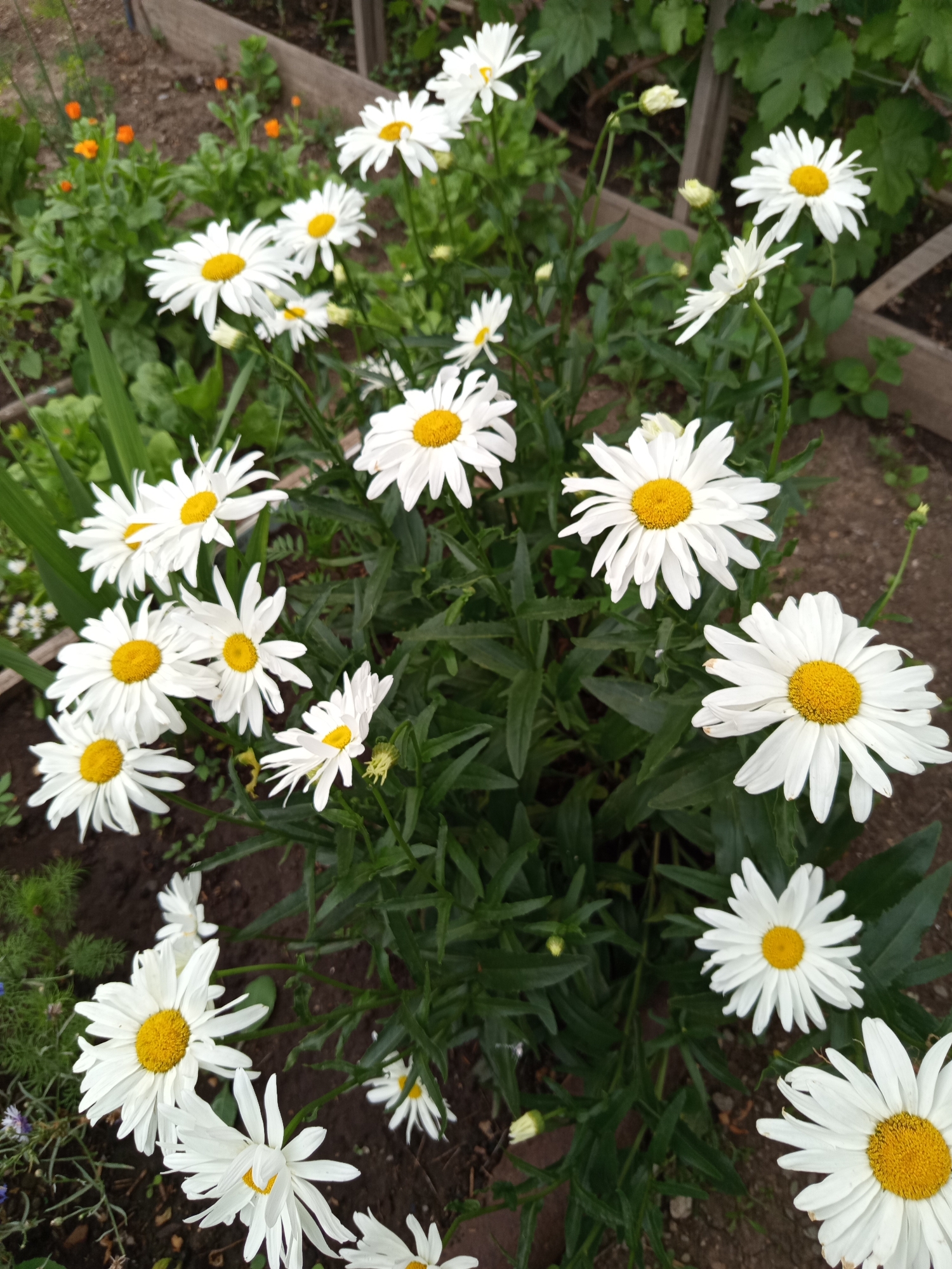 The image shows a close-up view of several white daisies with yellow centers, in a garden setting. The flowers are in various stages of bloom, with some fully open and others still budding. They are surrounded by green foliage and the dark soil of the garden bed. In the background, wooden garden borders are visible, as well as some out-of-focus orange flowers. The lighting suggests it is daytime, possibly with overcast conditions. The overall impression is one of a vibrant, natural garden. The location is identified as Älimbet, Kazakhstan.