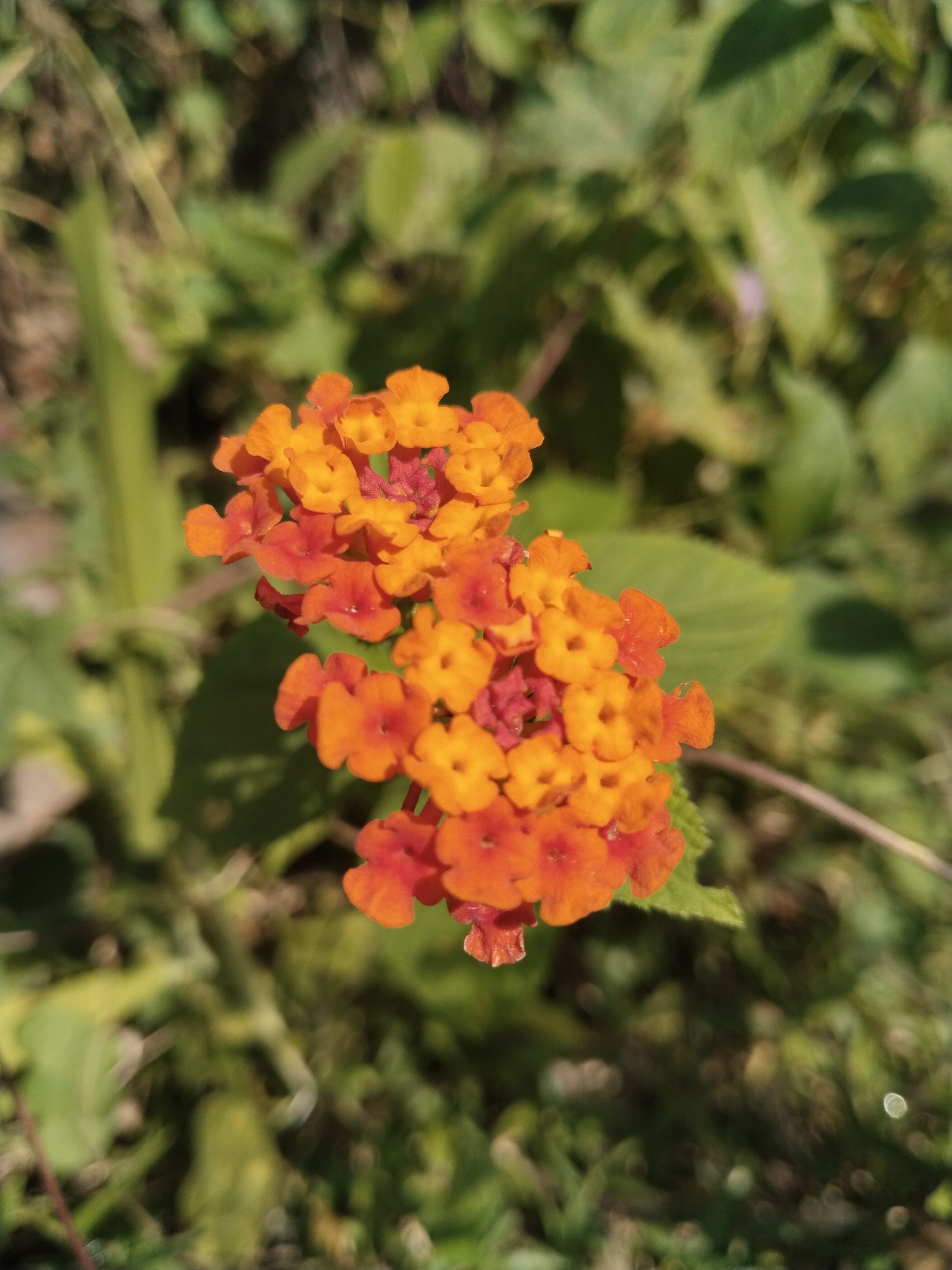 A cluster of vibrant orange and yellow lantana flowers is the focal point of this close-up, outdoor photograph. The blossoms, varying in color from deep orange to bright yellow, are densely packed, with some individual flowers showing hints of red. They are arranged in a rounded cluster, with a smaller cluster slightly below and to the right. The background is a soft blur of green foliage, suggesting a natural, leafy environment, possibly a garden or a wild area. The lighting appears to be natural sunlight, casting subtle shadows and highlighting the textures of the petals. The image has a shallow depth of field, rendering the background out of focus and drawing the viewer's attention directly to the intricate details of the flowers. The overall impression is one of natural beauty and delicate floral arrangement.