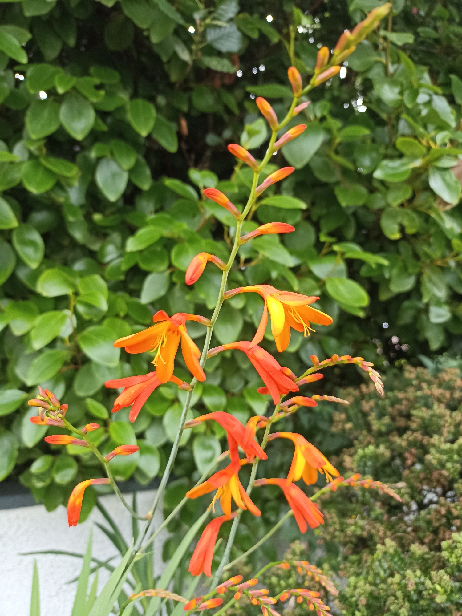 The image is a close-up, eye-level shot of vibrant orange and yellow flowers, likely Montbretia, blooming on tall green stems. The flowers are the primary subject, with several in full bloom and others in bud. Behind the flowers, a dense green hedge forms the background, with some out-of-focus bushes and a white building structure visible at the bottom left. The lighting suggests it is daytime, possibly overcast given the diffused light. The image appears to be taken outdoors in a garden setting. The provided metadata indicates the location is Annagry, Ireland. There are no people or animals present in the image. The scene is static and focuses on the natural beauty of the flowers.