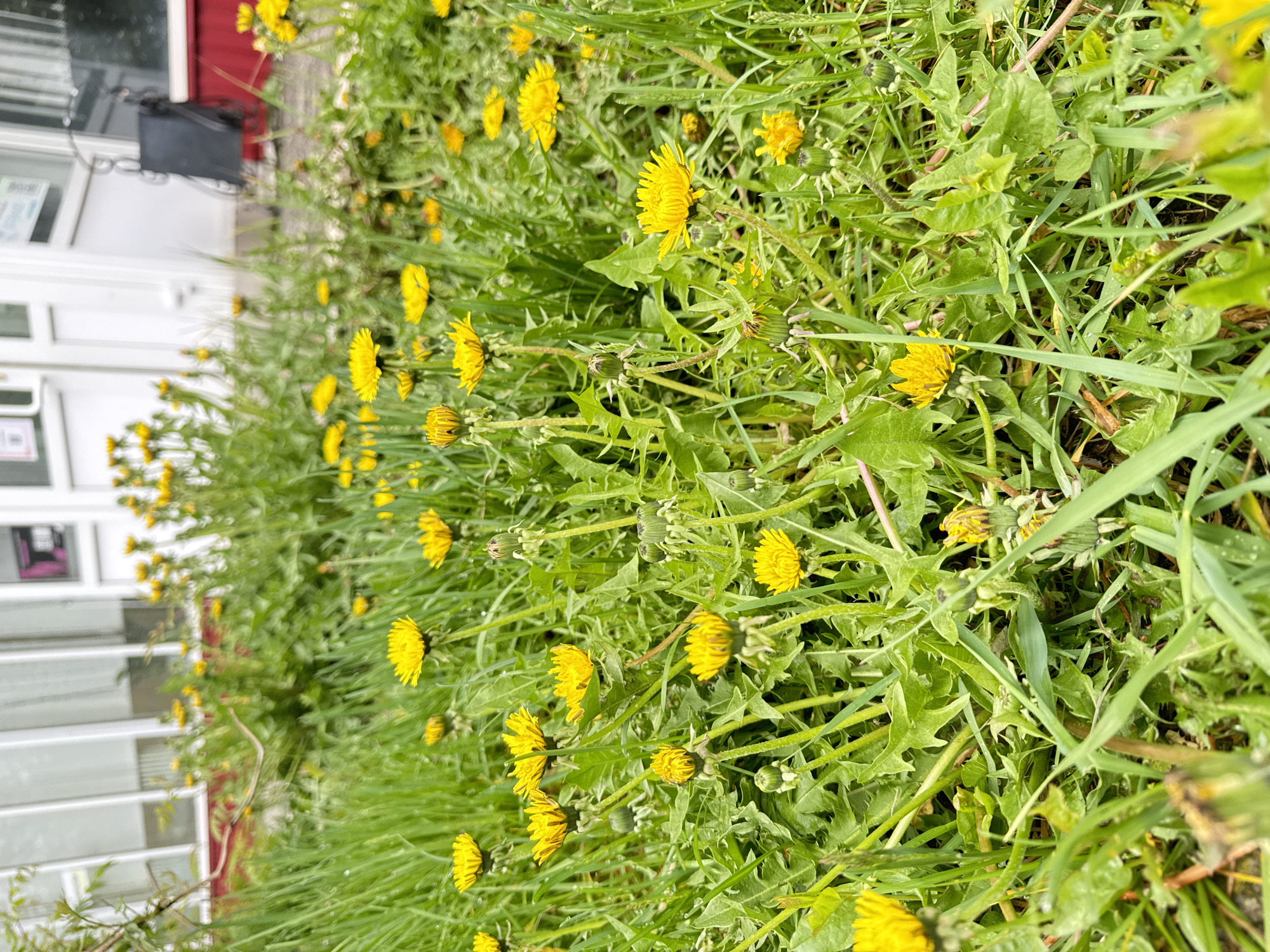 The image shows a patch of dandelions growing next to a building. The building appears to be a multi-story structure with white siding and a red door. A wheelchair is visible near the building. The dandelions are in full bloom, with many yellow flowers scattered among the green leaves. The overall scene is typical of a roadside or lawn area with weeds, possibly in Chaikovsky, Russia given the prompt.