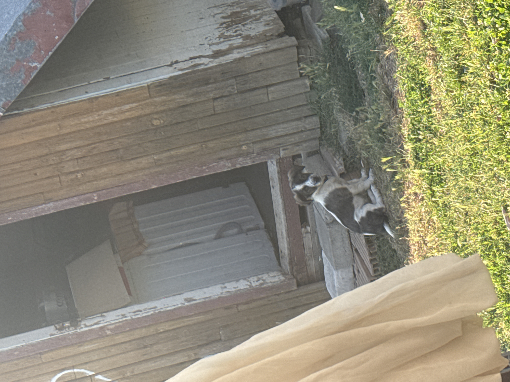 In Sredets, Bulgaria, a young dog with brown and white markings sits on the grass in front of a weathered wooden structure. The structure appears to be a shed or outbuilding, with a partially open doorway revealing what looks like stored items. The dog is looking towards the camera. The foreground is dominated by green grass, suggesting an outdoor, possibly rural, setting. The lighting indicates it is daytime, with sunlight casting shadows. The overall scene evokes a sense of simplicity and perhaps a touch of neglect due to the condition of the wooden building.