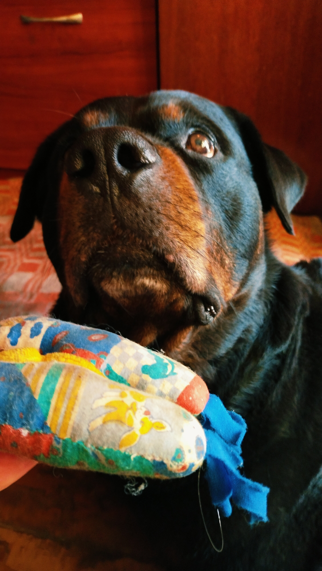 The image shows a close-up of a Rottweiler dog lying down, holding a colorful plush toy in its mouth. The toy is long and cylindrical, with various patterns and images, including what appears to be a yellow bunny or deer. A piece of blue fabric is attached to the toy, and a thin metal ring is also visible. The dog's head is tilted upwards, and its eyes are open, looking directly at the camera. The dog's fur is dark black with tan markings on its face. The background is out of focus but appears to be an indoor setting with wooden furniture, possibly in a home in the city of Horishni Plavni, Ukraine. The lighting suggests it might be daytime, with natural light illuminating the dog's face.