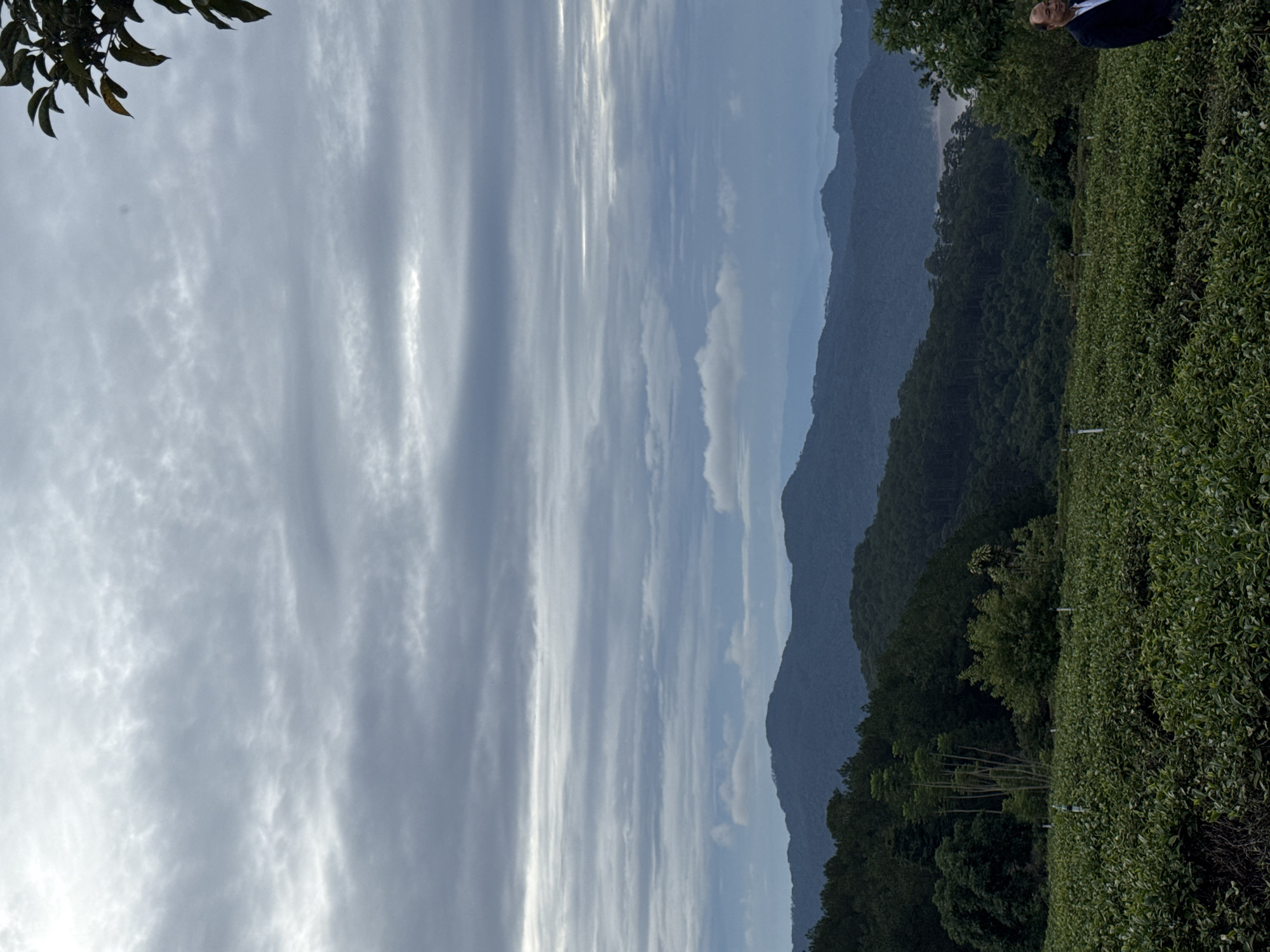 The image shows a tea plantation in Phát Chi, Vietnam, bordered by mountains. The sky is overcast with linear cloud formations. A person is partially visible in the upper right corner. The environment appears lush and green.