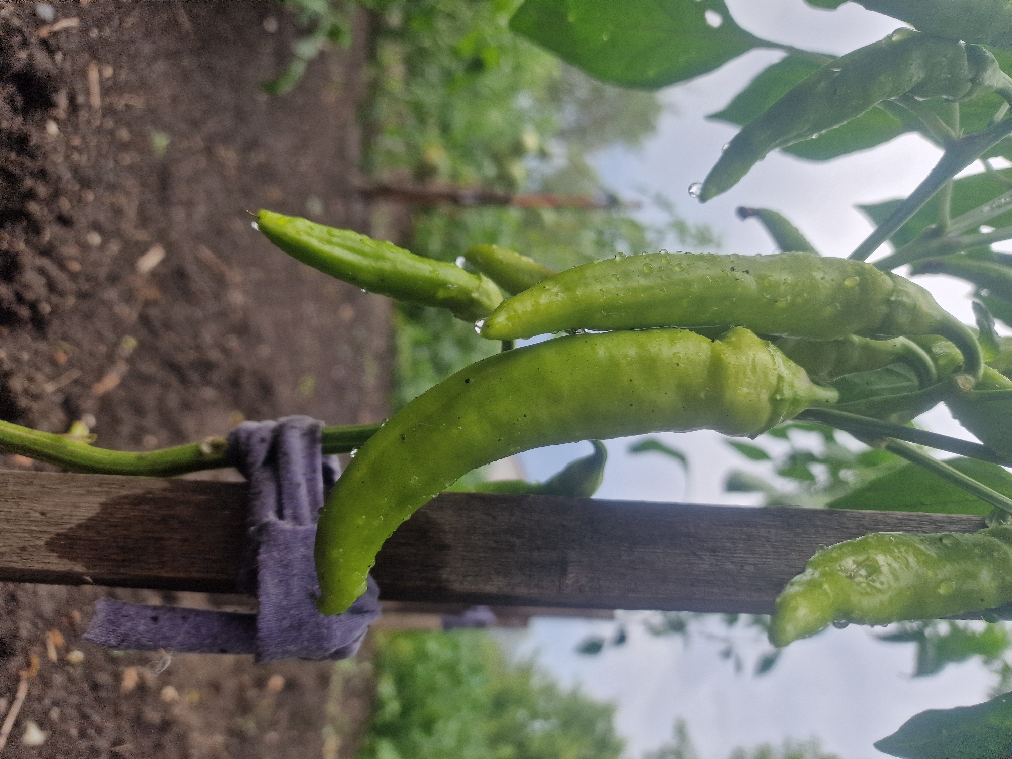 The image shows a close-up of several green chili peppers hanging from a plant. The peppers are elongated and slightly curved, with visible water droplets on their surfaces. Some leaves are also visible. The peppers are attached to a wooden stake, which is wrapped with a strip of purple fabric. The background is out of focus, showing more greenery and what appears to be soil or garden beds. The sky is overcast. The image was taken in a garden setting, possibly in Makinsk, Kazakhstan, as suggested by the prompt. There are no people or animals present in the image.