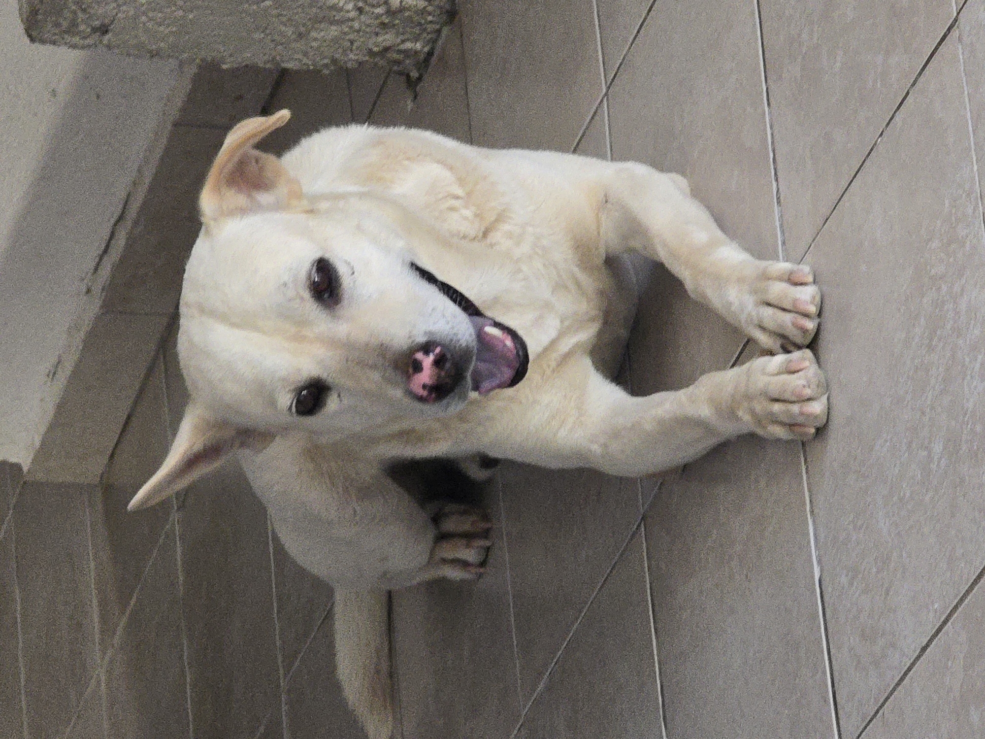 A light-colored dog with a pink nose is lying down on a tiled floor. The dog is facing the camera with its mouth slightly open, panting. Its paws are crossed in front of it. The background consists of a wall and more tiled flooring. This scene is located on the porch of a building in Podgorica, Montenegro.