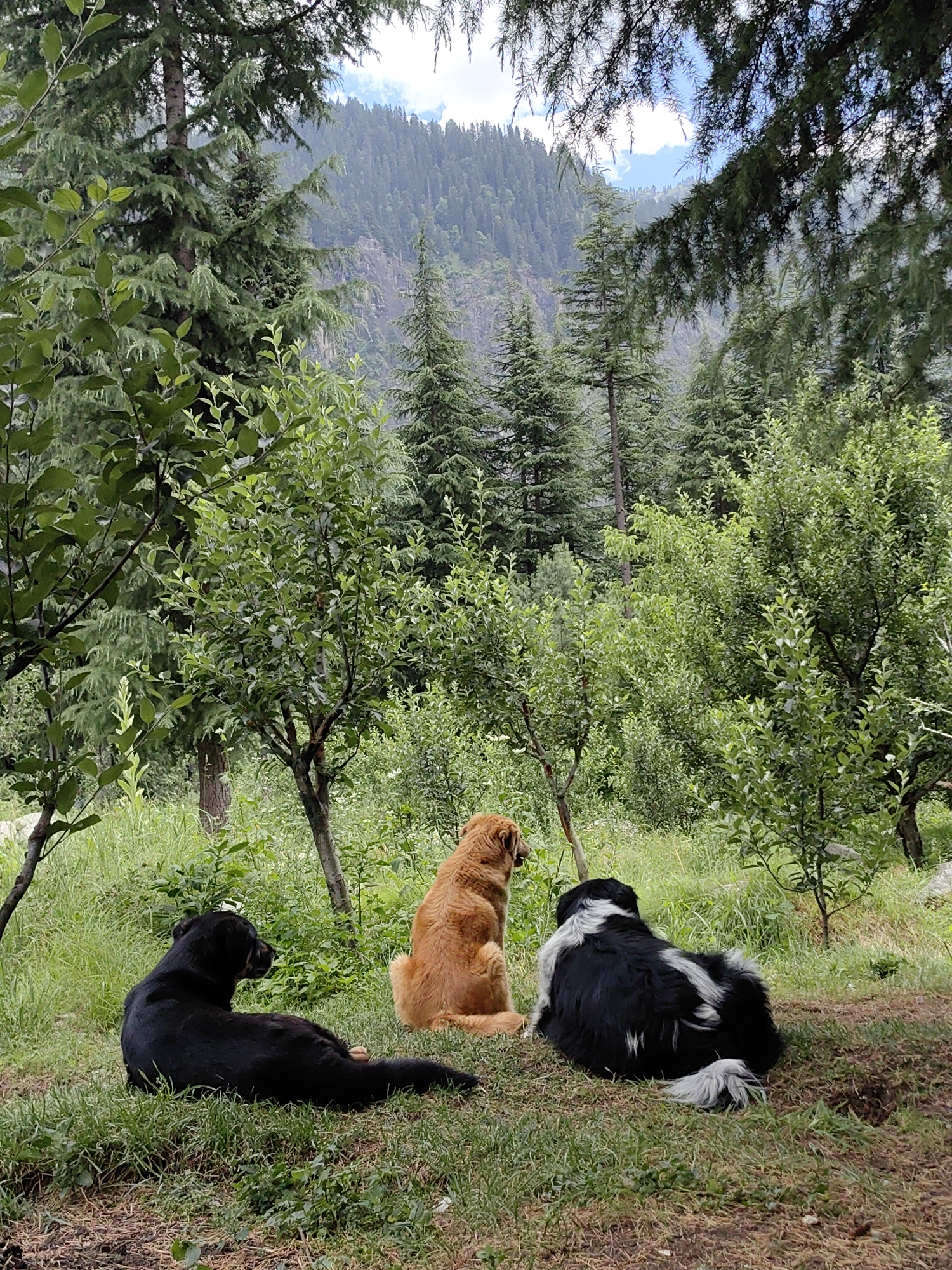 Three dogs are resting on the grassy ground in a wooded area. In the foreground, a black dog lies on its side, facing left. To its right, a golden-brown dog sits facing away from the camera, with its head turned slightly to the left. To the right of the golden-brown dog, a black and white dog sits facing away from the camera, with its head turned to the left. The dogs are in a clearing surrounded by trees and lush vegetation. In the background, a steep, forested mountainside rises, with a clear blue sky visible above. The location is identified as Barheta, India.