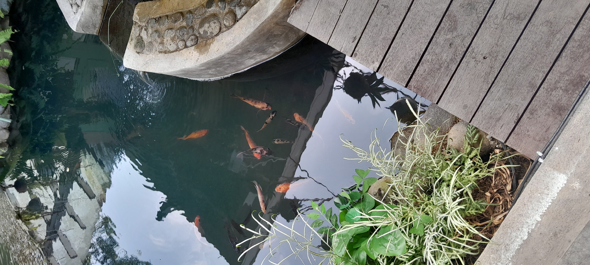 The image depicts a koi pond situated in Sleman, Indonesia, adjacent to a wooden deck. Several koi fish of varying sizes and colors, including orange, black, and white, are visible swimming in the dark water. The pond's edge is bordered by concrete structures, some of which are decorated with stones. Lush green plants, including ferns and ornamental grass, grow along the side of the pond and the concrete border. The wooden deck, constructed from planks, occupies the lower right portion of the frame. Reflections of the surrounding environment, including foliage and structures, are visible on the water's surface, adding depth to the scene. The overall impression is one of a tranquil, natural setting within an urban or semi-urban environment.