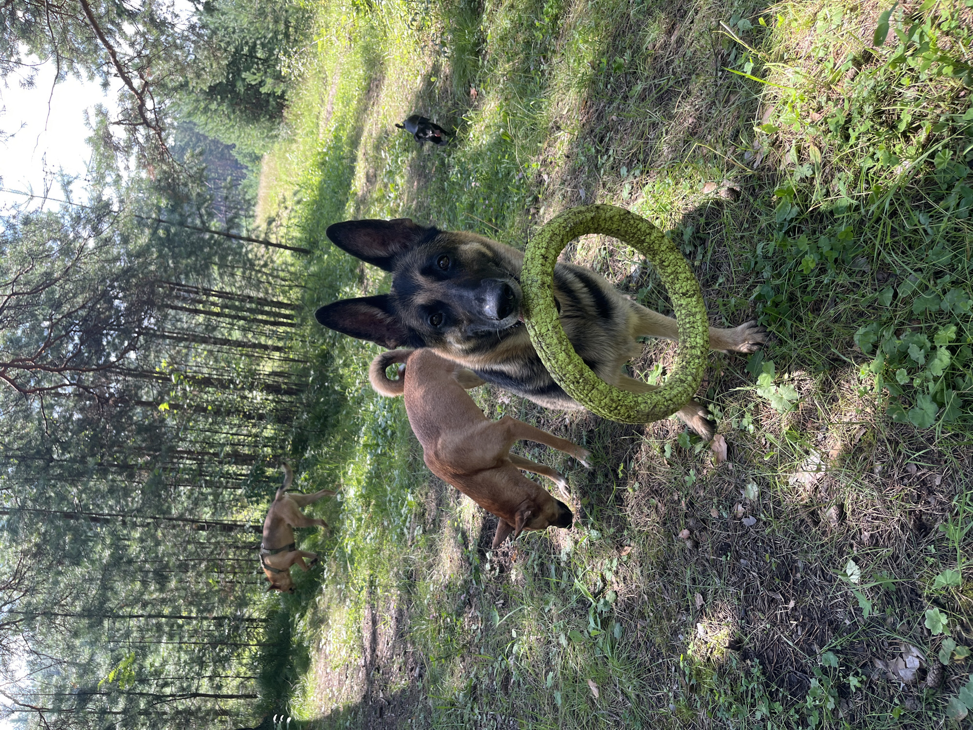 The image depicts a sunlit forest clearing with several dogs. In the foreground, a German Shepherd stands facing the camera, holding a green ring toy in its mouth. To its left, a tan-colored dog is sniffing the ground. In the background, another tan dog is visible walking on a path, and a small black dog is further down the path. The ground is covered with grass, pine needles, and scattered leaves. The surrounding area is densely populated with tall pine trees. The scene appears to be a natural outdoor environment, possibly a park or a trail. There is no indication of the city of Nizhny Tagil, Russia, in the image itself.