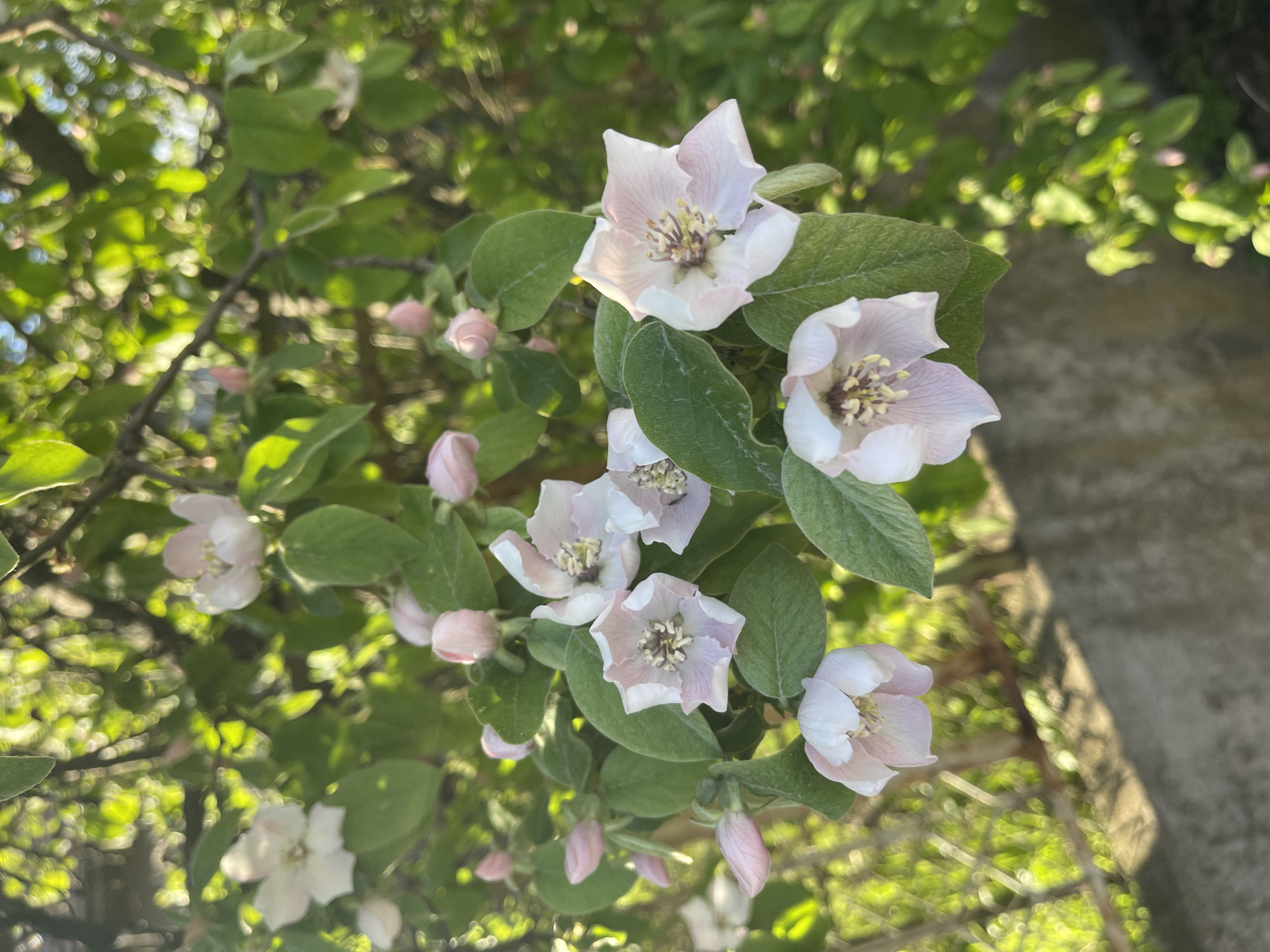 The image displays a close-up of blooming flowers on a branch, set against a softly blurred, sun-dappled green background. The primary subjects are several light pink and white blossoms, some fully open and others still as delicate buds. Each open flower exhibits five petals with a pale, almost translucent quality, and a prominent cluster of light-colored stamens in its center. The leaves are a vibrant green, some appearing slightly textured or fuzzy.
The setting is outdoors, likely a garden or natural area, with bright sunlight creating luminous patches and bokeh effects among the distant foliage. A faint, lighter-toned structure, possibly a wall or building, is visible on the right side of the background. The overall impression is one of a clear, sunny day, characteristic of spring or early summer. There are no people or visible text in the image. The scene suggests the tranquility and natural beauty of a blooming plant, consistent with flora found in areas like Sofia, Bulgaria.