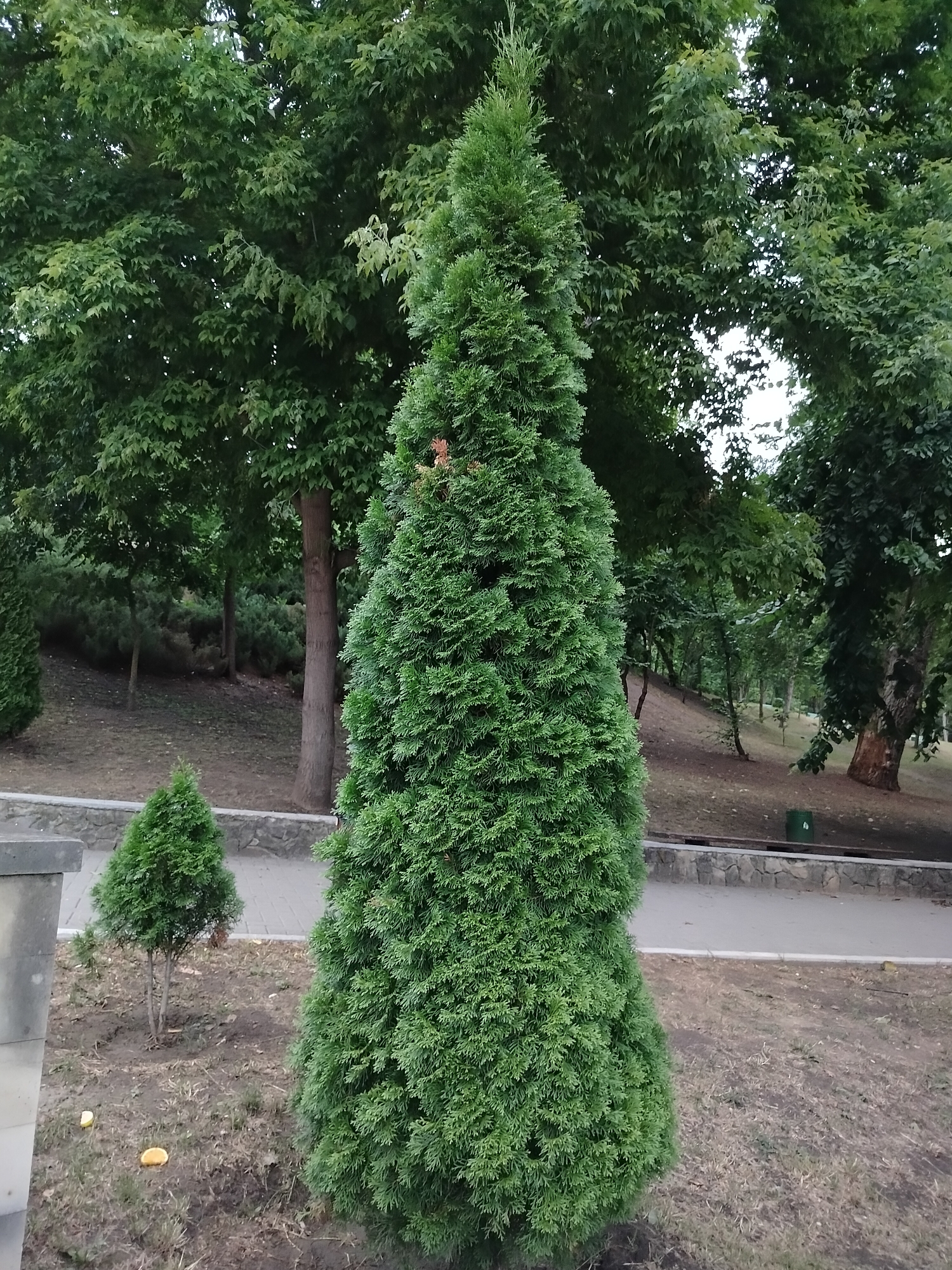 A medium shot, eye-level outdoor photograph features a large, conical evergreen tree as the primary subject, positioned centrally and occupying a significant portion of the frame. The tree's foliage is dense and a vibrant green, with its peak extending towards the top center of the image. To the left of the large tree, a smaller, similarly shaped evergreen tree stands shorter, with a thin trunk and sparser greenery.
The background consists of a park-like setting. Behind the trees, a dense canopy of deciduous trees with broad, green leaves forms a backdrop, some branches reaching into the frame from the top. The ground in the foreground is a mixture of dry, brown grass and dirt, with a few scattered pieces of what appear to be orange fruit peel. A low, curved stone wall runs horizontally across the middle ground, separating the grassy area from a paved walkway. The walkway is a light gray color. Further in the background, more trees and a gentle slope of terrain are visible, suggesting an elevated area within the park. A green trash bin is partially visible near the paved walkway in the middle ground. The overall lighting suggests it is daytime, possibly late afternoon, with soft, diffused light, indicating an overcast or heavily shaded environment. The scene conveys a sense of natural tranquility within an urban park. The specific location in Chișinău, Moldova is not identifiable from the visual cues alone.