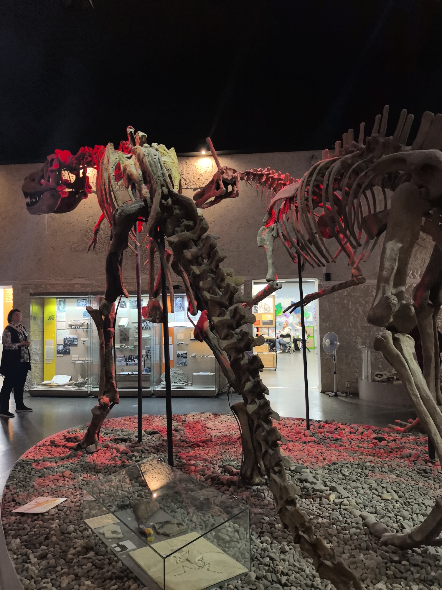 Two dinosaur skeletons are displayed in a museum exhibition hall. The skeletons are partially illuminated with red lighting, casting a reddish glow on the surrounding area. The skeletons are positioned on a circular platform covered with small grey and red stones. In the background, there are display cases containing artifacts and images, and a person is standing and observing the exhibits. The environment appears to be a museum in Perm, Russia.