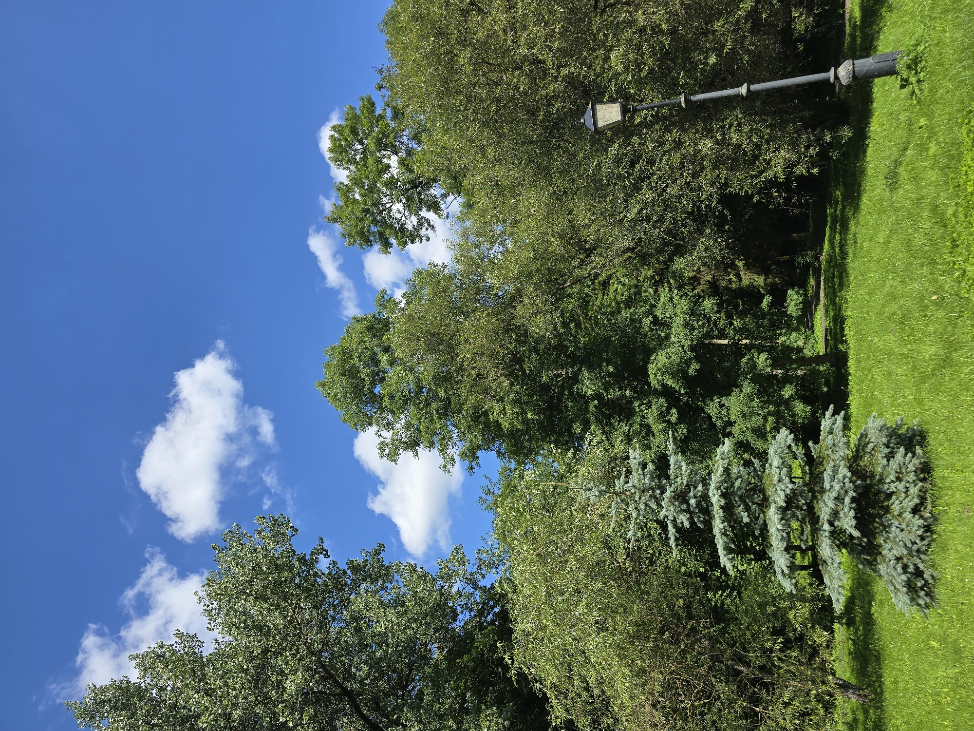 The image captures a lush green park scene on a bright, sunny day with a clear blue sky dotted with fluffy white clouds. In the foreground, a well-maintained grassy lawn is visible, with a small, conical blue spruce tree centrally positioned to the left. To the right, a vintage black lamppost stands tall, its ornate base partially obscured by grass. The background is dominated by a dense arrangement of mature deciduous trees, their leaves creating a vibrant green canopy. The overall setting suggests a public park or garden in a city. Given the context, this scene could be located within the grounds of the Niasvizh Castle complex in Niasvizh, Belarus, which is known for its extensive and beautifully landscaped parks.