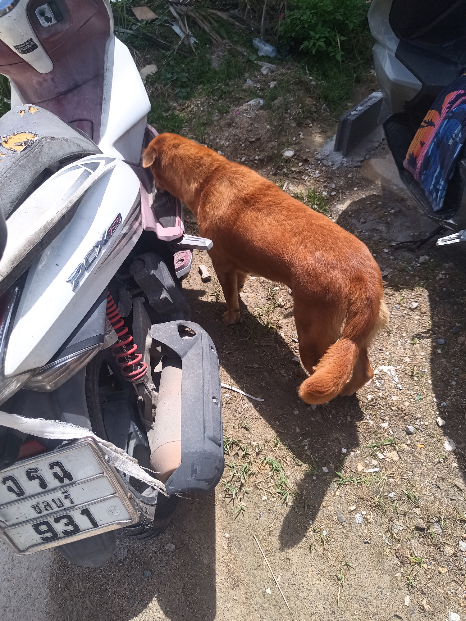 The image depicts an orange-brown dog standing near two motorbikes in Moo 4, Thailand. The motorbike on the left is white with a damaged license plate, partially obscured by a white strap. The license plate reads "จ รบ ชลบุรี 931". The motorbike on the right is partially visible. The ground is dirt with sparse vegetation.
