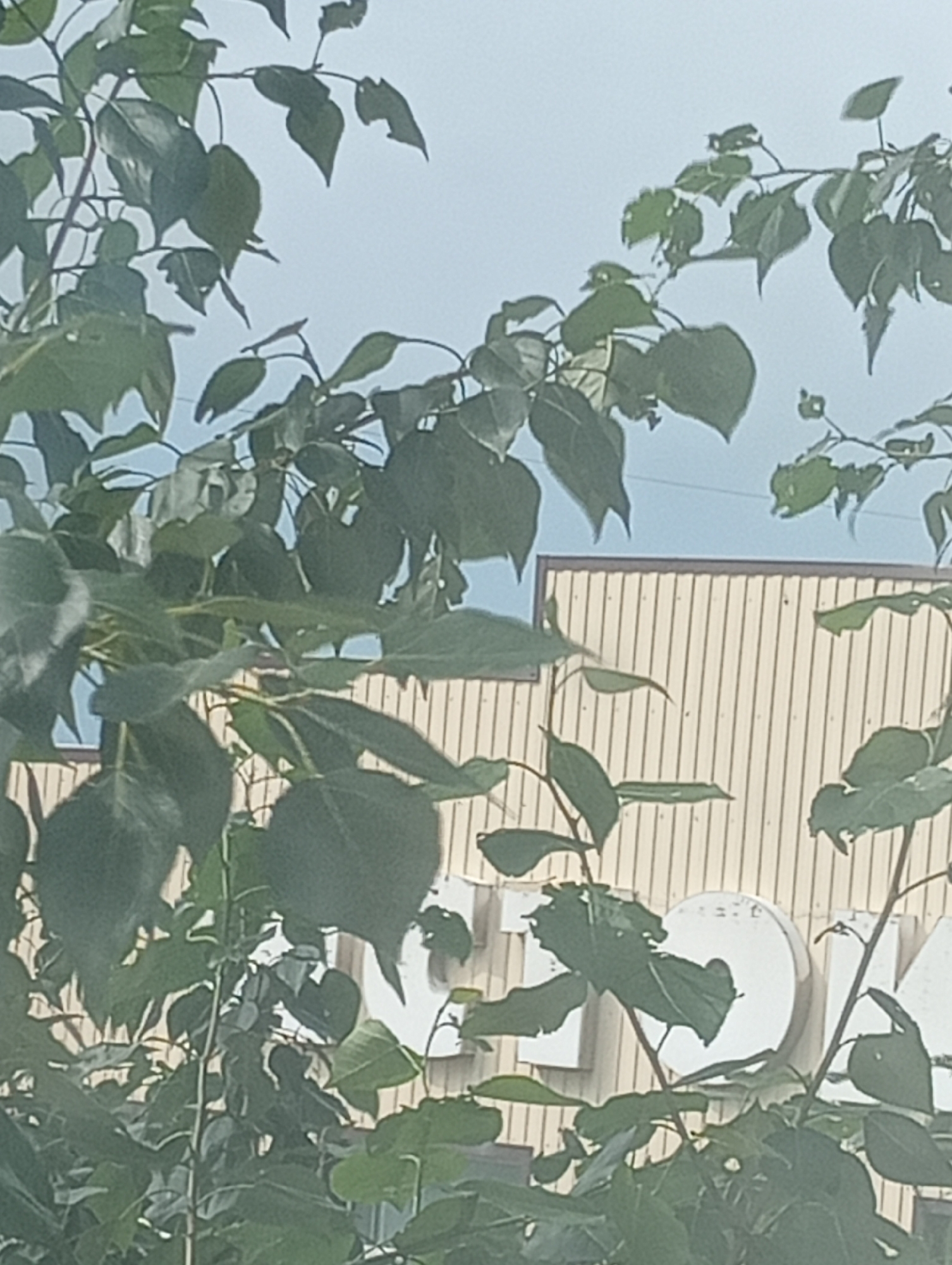 The image depicts foliage in the foreground, with a pale blue sky and a building with vertical siding in the background. Large, white, block letters are visible on the building's facade, with at least one letter appearing to be a "C" shape and another a partial "M". The foliage consists of numerous green leaves and branches, some of which obscure parts of the building and its signage. The lighting suggests it is daytime, with diffused light, possibly indicating an overcast sky. The overall scene suggests an outdoor urban environment.