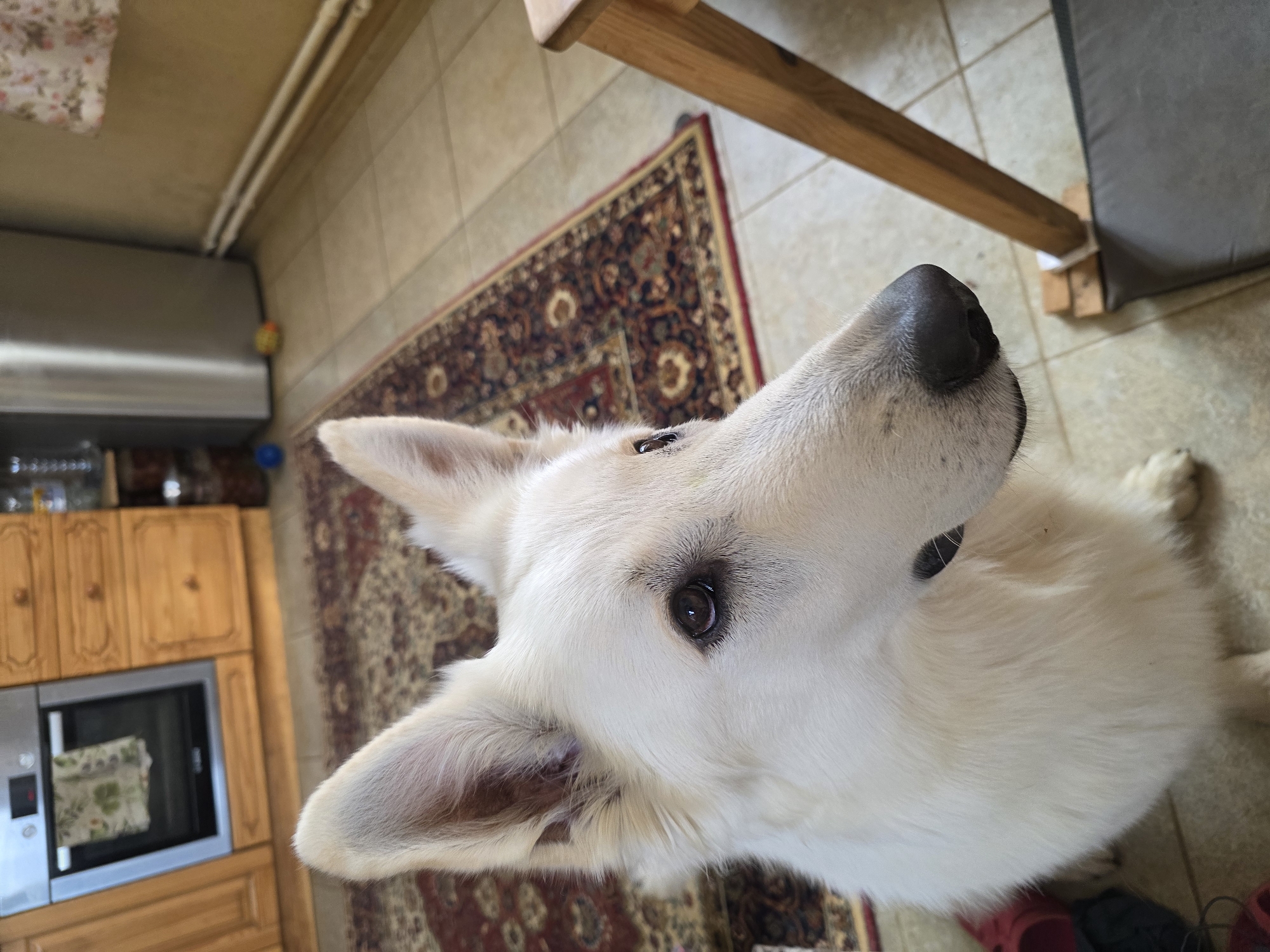 A white German Shepherd dog is captured in a close-up, indoor shot, looking up and to the right. The dog's fur is fluffy and white, with dark brown eyes and a black nose. Its ears are pointed and attentive. The background shows a kitchen setting with tiled flooring, a patterned rug, wooden cabinets, and a stainless steel refrigerator. A portion of a wooden table leg is visible in the foreground on the right. The lighting appears to be natural, coming from a source outside the frame.