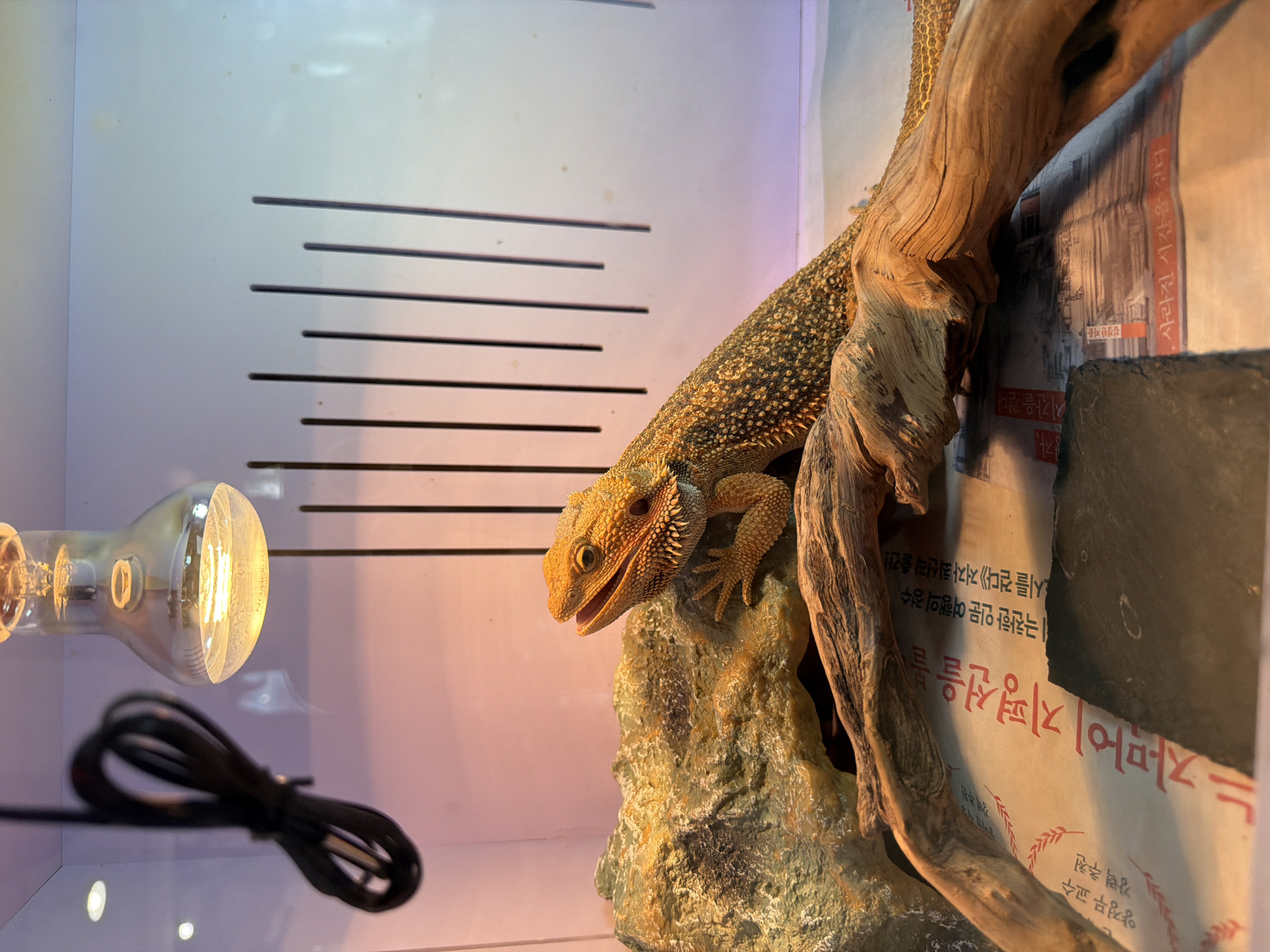 A medium shot captures a bearded dragon lizard in a terrarium. The lizard, with orange and yellow scales, rests on a textured, brown and green rock, its mouth slightly open. In front of the rock is a piece of driftwood and some crumpled newspaper with Korean text. Above, a heat lamp with a clear glass bulb is visible, casting a warm glow. The background of the terrarium is a pale white with vertical black slats on the right side. The lighting creates a pinkish hue on the left side of the background. The overall environment appears to be an indoor enclosure, possibly a pet habitat or a zoo exhibit, in Seoul, South Korea.