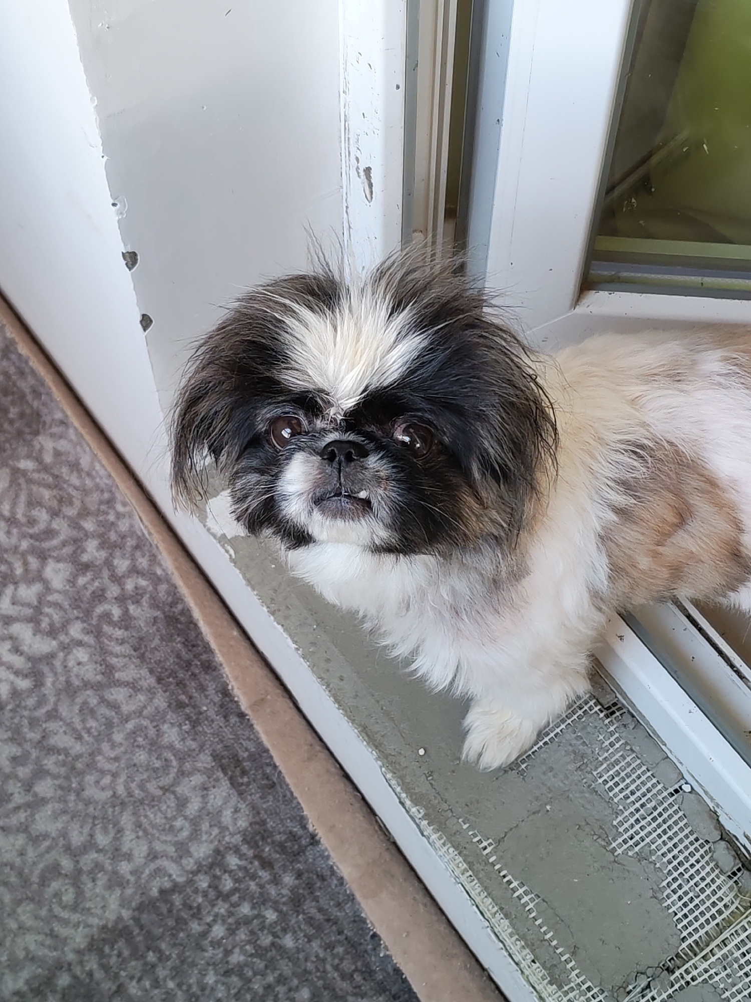 A small, fluffy black and white dog with a distinct facial mask is positioned on a windowsill. The dog is looking directly at the camera with its mouth slightly open, revealing some teeth. The windowsill appears to be made of concrete and has some mesh embedded in it, suggesting it might be in the process of being repaired or is a rough exterior surface. To the left of the dog, a patterned gray carpet is visible. The background includes a white painted wall and a window frame with a green tint on the glass. There are no people present in the image. The setting does not provide any specific visual cues to determine its location within the city of Ufa, Russia.