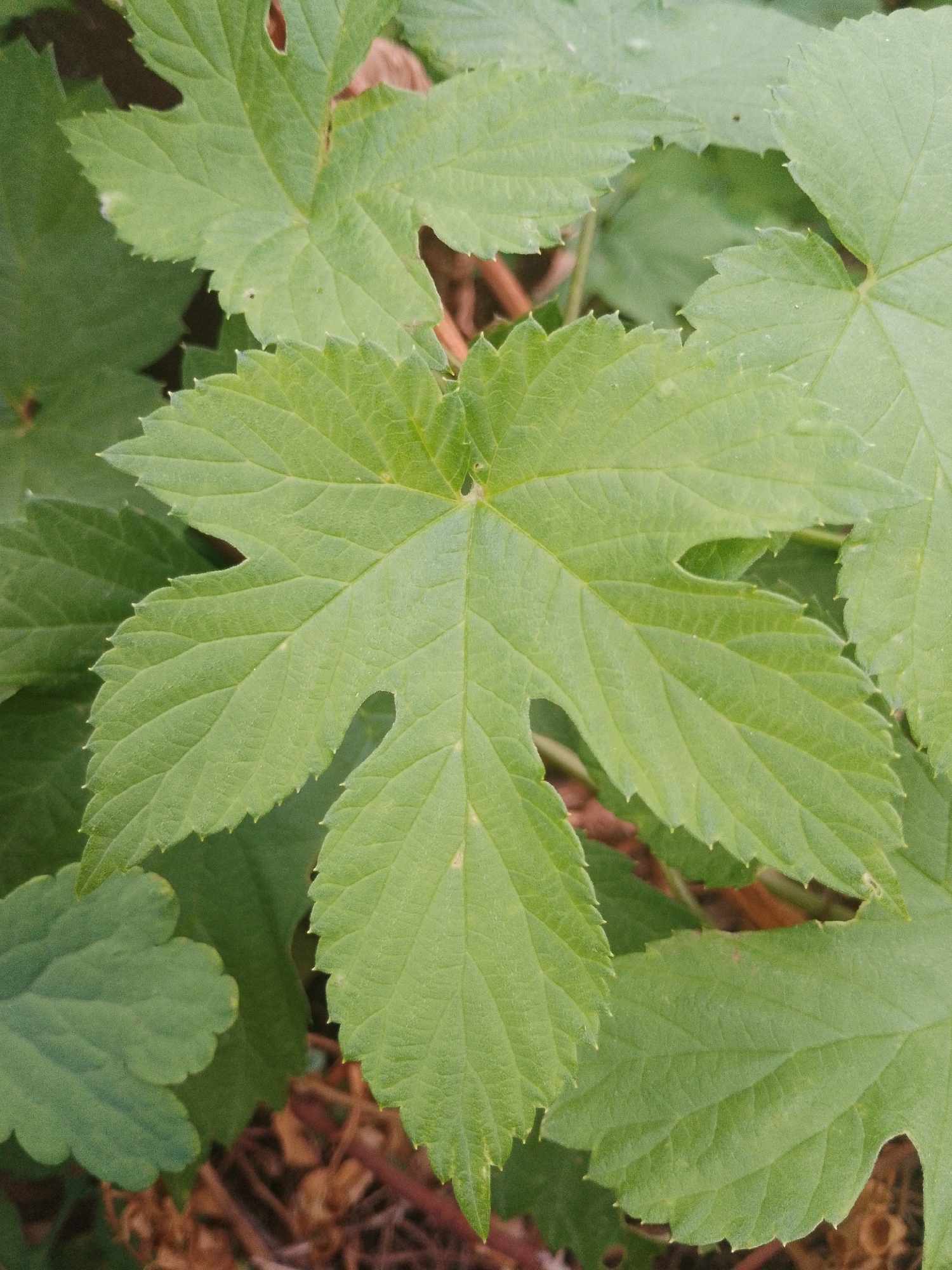 The image is a close-up, eye-level shot of several green leaves. The leaves are broad and lobed with serrated edges. The central leaf is the most prominent, with three distinct lobes and a palmate venation pattern. The surface of the leaves appears slightly textured, and some subtle veins are visible. The background consists of more out-of-focus green foliage and some brown, dry plant matter, likely on the ground. There are no people or man-made objects visible in the image. The lighting is natural and somewhat diffused, creating soft shadows.