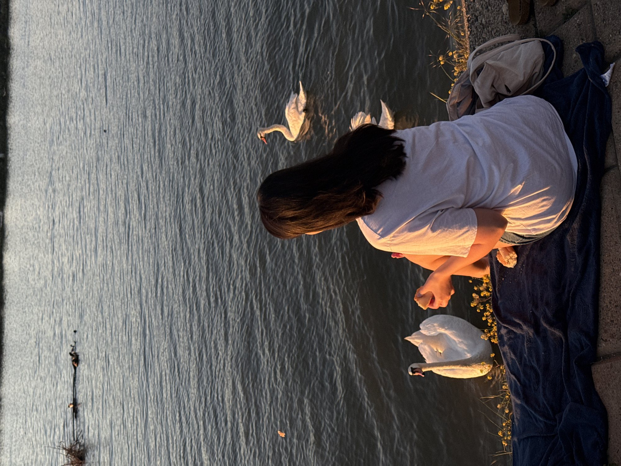 A long-haired female figure wearing a light-colored t-shirt and denim shorts is seen from above, kneeling on a dark blue blanket laid out on a concrete surface. To her right is a tan bag. She is holding what appears to be bread crumbs, possibly feeding two white swans swimming in the water next to her. Yellow flowering plants grow along the edge of the concrete near the water. In the background is a body of water, potentially the Danube or Sava River, based on Belgrade's geographical setting. In the far distance of the water, a cluster of stick-like objects stands in the water. The scene is illuminated by a warm, late-afternoon or early-evening light.