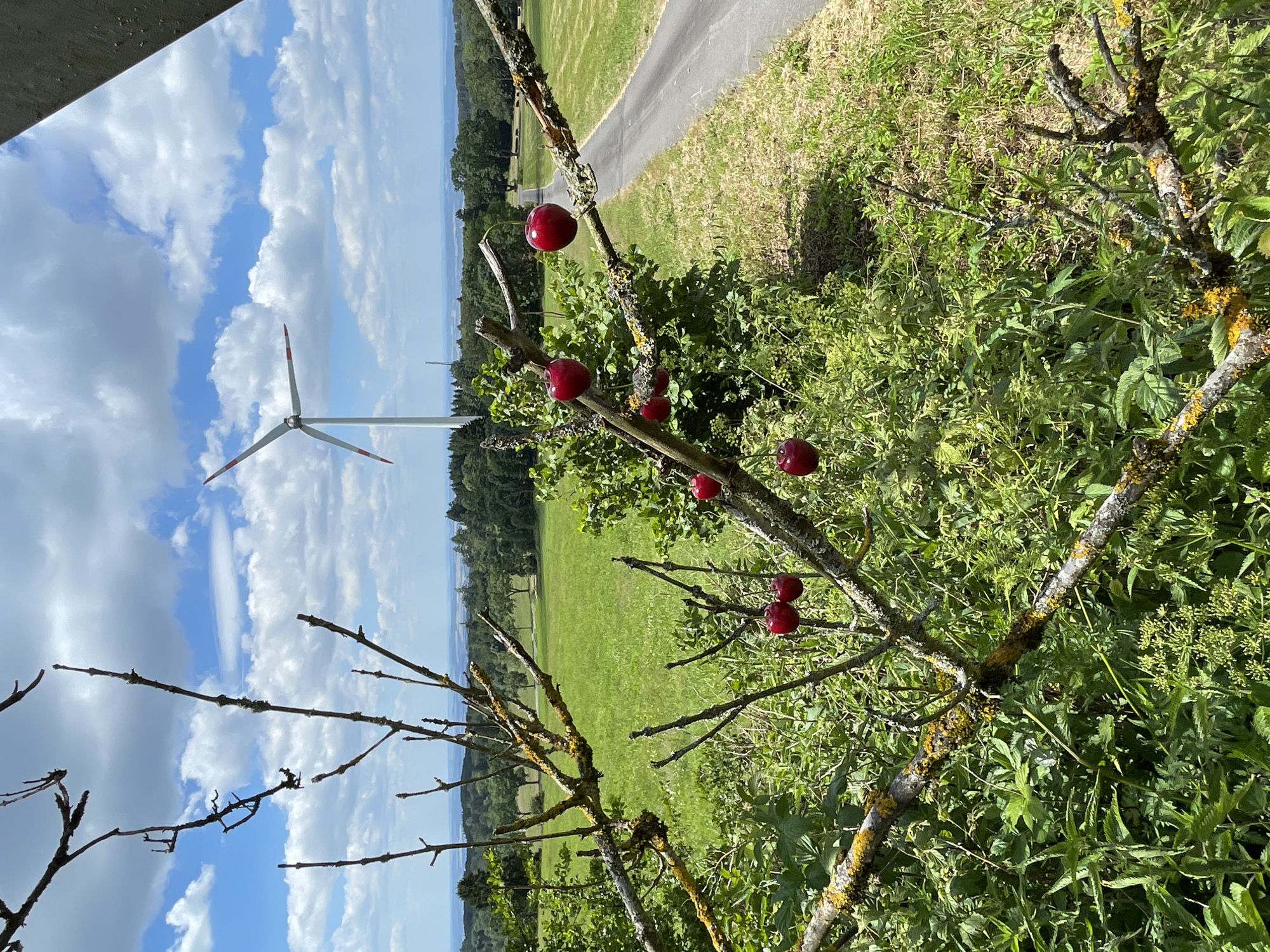 The image captures a scenic view in Schwarzenborn, Germany, on a bright, cloudy day. In the foreground, a bare tree branch, partially covered in yellow lichen, extends from the bottom left corner, with a few branches extending upwards and to the right. Hanging from these branches are several ripe, red cherries. In the mid-ground, a field of green grass stretches towards a wooded area. A paved road runs along the right side of the field. In the background, a prominent wind turbine stands tall against a blue sky dotted with white clouds. The horizon is lined with rolling hills and more distant trees, suggesting a rural landscape.