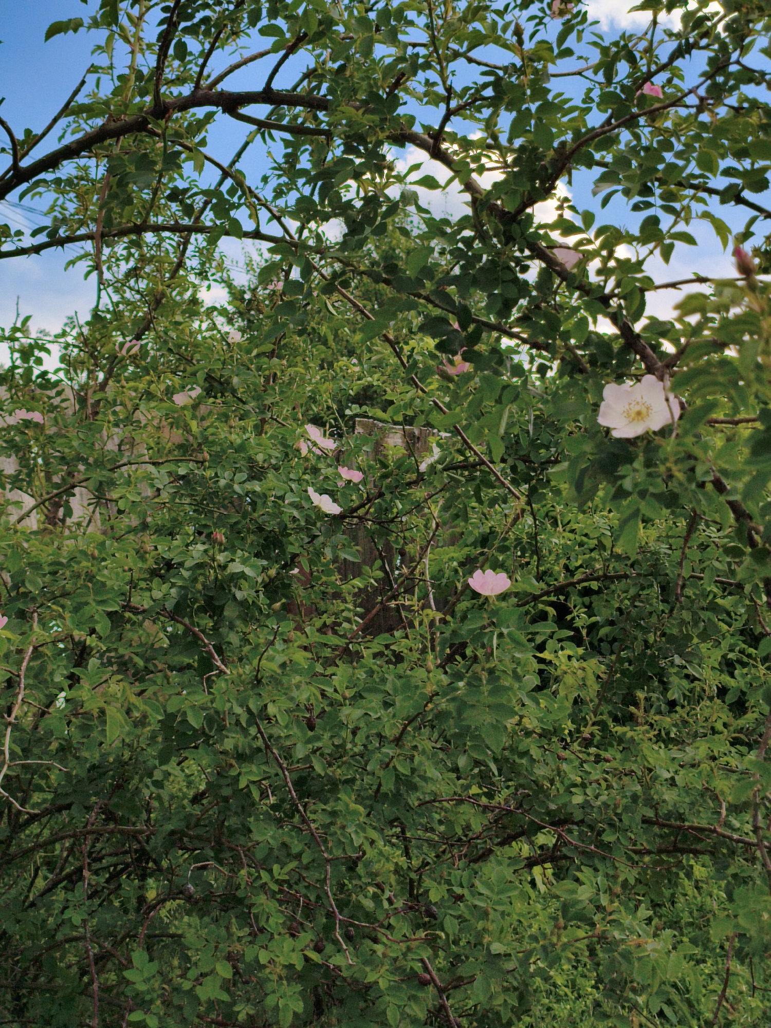 The image captures a vibrant, dense rose bush in full bloom under a bright blue sky with scattered white clouds. The central subject is the intricate network of thorny, woody branches and lush green leaves, which fill most of the frame. Several delicate wild rose flowers are visible among the foliage, appearing in shades of pale pink to almost white, each with a distinctive yellow center.
The sunlight illuminates the leaves, creating varying shades of green and highlighting the texture of the thorny stems. Through gaps in the dense greenery, patches of a clear blue sky are visible in the upper portion of the image. Hints from the cropped sections suggest the presence of a wooden fence or structure in the background, partially obscured by the thick growth, and possibly some utility lines against the sky, indicating a blend of natural and man-made elements in the immediate vicinity.
The scene depicts a peaceful daytime setting, likely during spring or early summer when roses are in bloom, under fair weather conditions. The overall impression is one of natural beauty and lushness. There is no discernible activity taking place, and no visible text is present in the image. The location is Ustyvytsia, Ukraine.