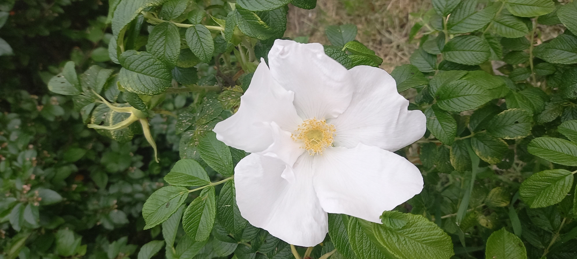 A close-up shot captures a white flower, likely a rose, surrounded by lush green foliage. The flower has a yellow center. The surrounding leaves are textured with prominent veins. The background appears to be a mix of more foliage and possibly some dry grass or ground cover. The location, Krasnodar, Russia, is solely based on the request and is not evident from the image itself. There are no people visible.