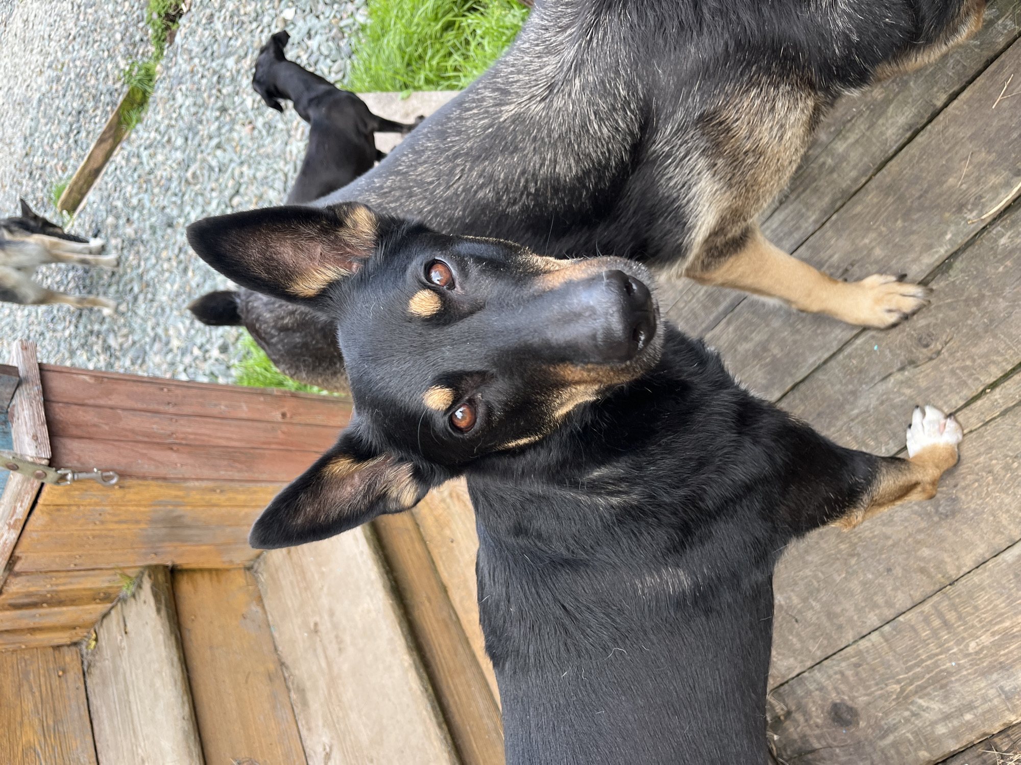 The image depicts a close-up, eye-level shot of a black and tan dog on a wooden porch. The dog is facing forward, with its head slightly tilted and its brown eyes looking directly at the camera. Its ears are pointed upwards, and its fur appears short and sleek. The porch planks are weathered and show a pattern of grain and some scuff marks. Behind the main dog, portions of other dogs are visible, one with darker fur and another lighter-colored dog in the background. A wooden railing and steps are visible to the left of the frame. The ground beyond the porch is covered in gravel and patches of green grass. There is no discernible information in the image that would allow for its specific location within the city of Nizhny Tagil, Russia.