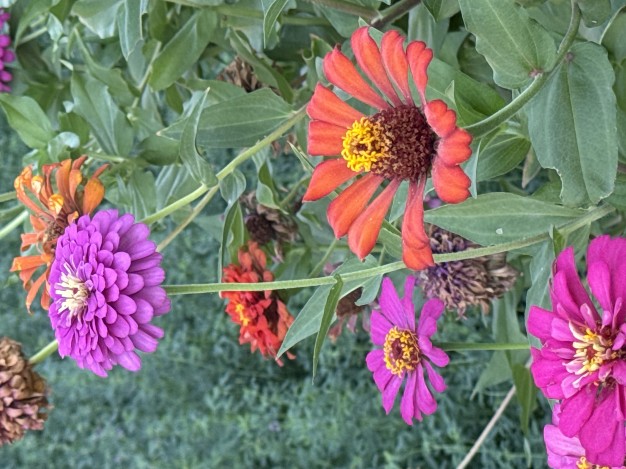 In the city of Şardara, Kazakhstan, a close-up, low-angle shot captures a cluster of blooming zinnias in a garden. The flowers display a vibrant array of colors, with prominent purple, pink, and orange varieties. Several fully opened zinnias are in focus, showcasing their intricate petal structures and yellow-orange centers. The background consists of soft green foliage, suggesting a natural outdoor setting. The lighting appears to be natural daylight, creating a shallow depth of field that emphasizes the flowers. No people or animals are visible in the frame.