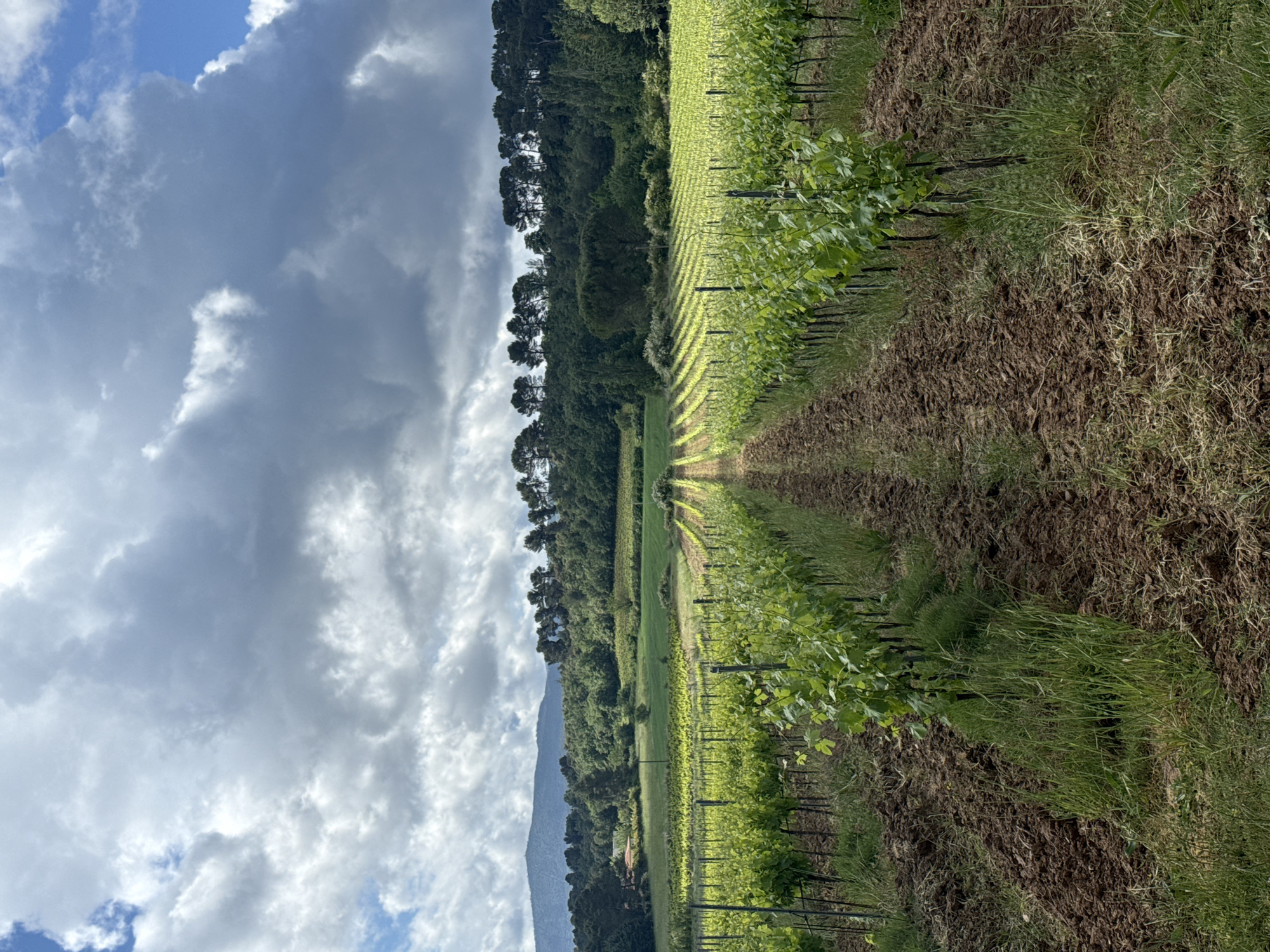 The image shows a vineyard in Rousset, France. Rows of grapevines extend into the distance, supported by stakes. The ground between the rows is a mix of soil and grass. A dense forest lines the left side of the vineyard, partially obscuring a mountain in the background. The sky is filled with clouds, with patches of blue visible. There are no people visible in the image.