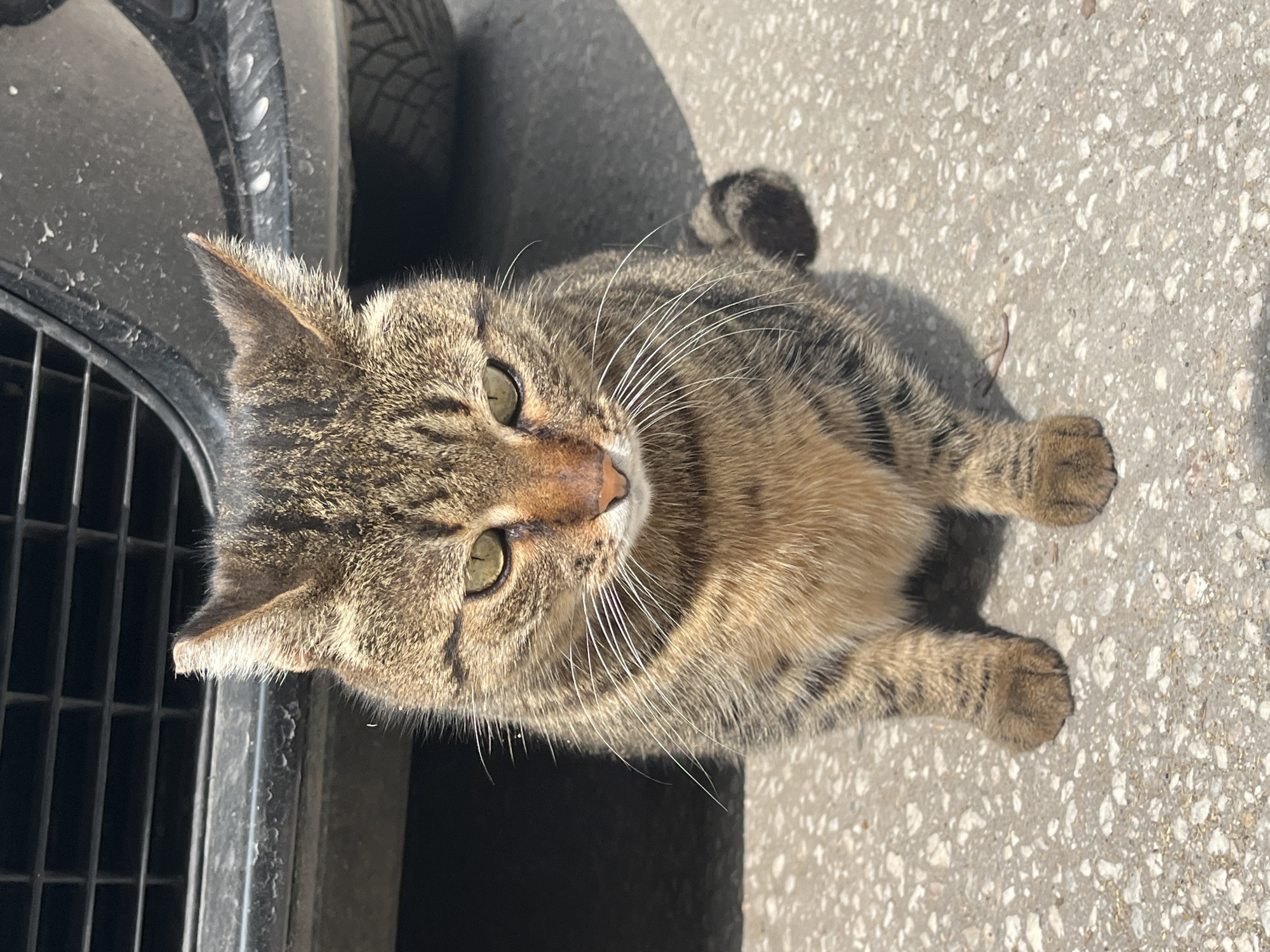 A cat is lying on the ground in Plovdiv, Bulgaria, next to a dark, possibly black, vehicle with a tire partially visible. The cat is a tabby, with gray, brown, and black stripes. It has green eyes and long white whiskers. The ground is concrete. The cat appears to be resting or looking up at the viewer.