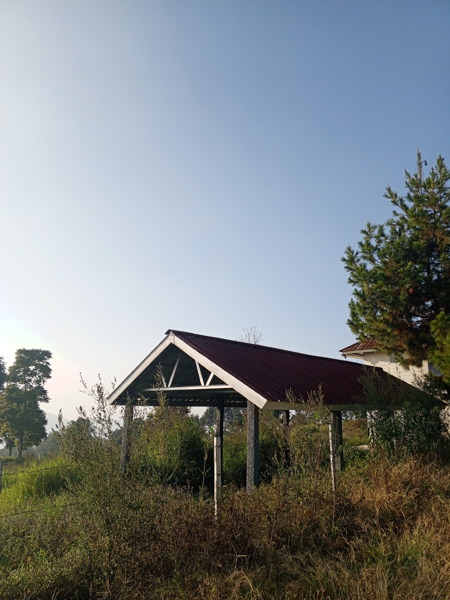 An outdoor scene under a clear blue sky features a simple open-sided shelter with a dark red, pitched metal roof supported by white beams and pillars. The shelter is surrounded by dense green and dry vegetation, including tall grasses and shrubs. In the background, to the right of the shelter, a portion of a white building with a red roof is visible, along with the upper branches of a pine tree. To the left of the shelter, a line of trees can be seen in the distance, with a hazy, mountainous landscape behind them. A barbed wire fence runs horizontally across the lower left portion of the image. The scene appears to be a rural or semi-rural setting, potentially in or around Pelwehera, Sri Lanka, given the vegetation and the style of the shelter and building. The lighting suggests it is daytime, possibly morning or late afternoon due to the soft quality of the light.