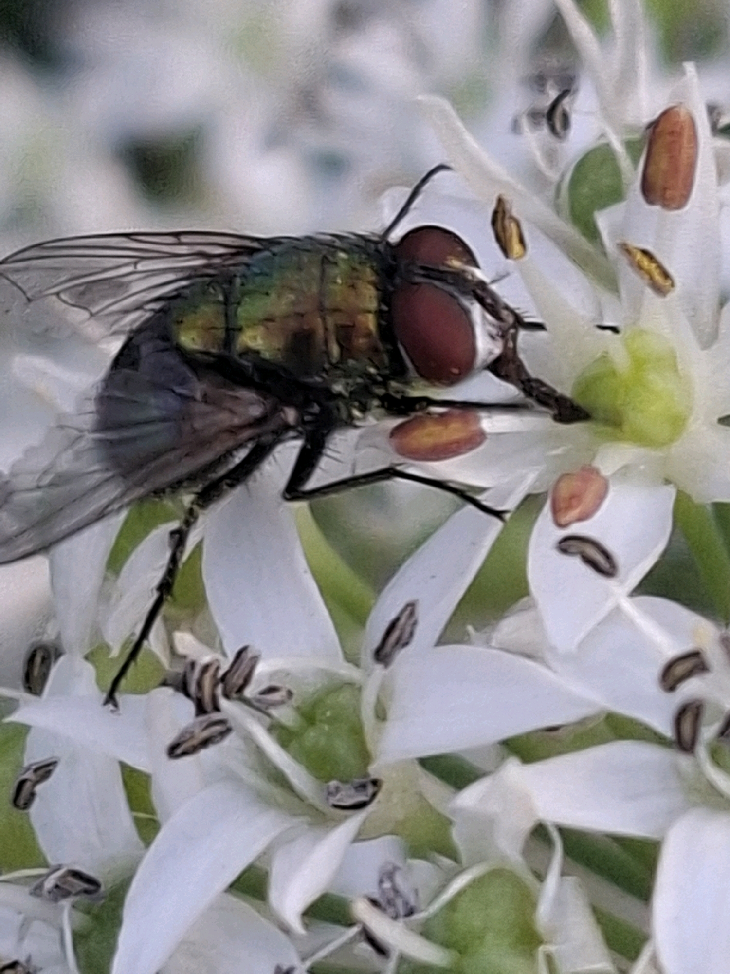 A macro photograph captures a close-up view of a metallic green fly with large red eyes perched on delicate white flower petals. The fly's wings are partially visible, showing intricate veining. Scattered on the petals are small, brown, oval-shaped seed-like structures. The background is softly blurred, suggesting a natural environment. The image does not contain any identifiable landmarks or elements specific to the city of Almaty, Kazakhstan.