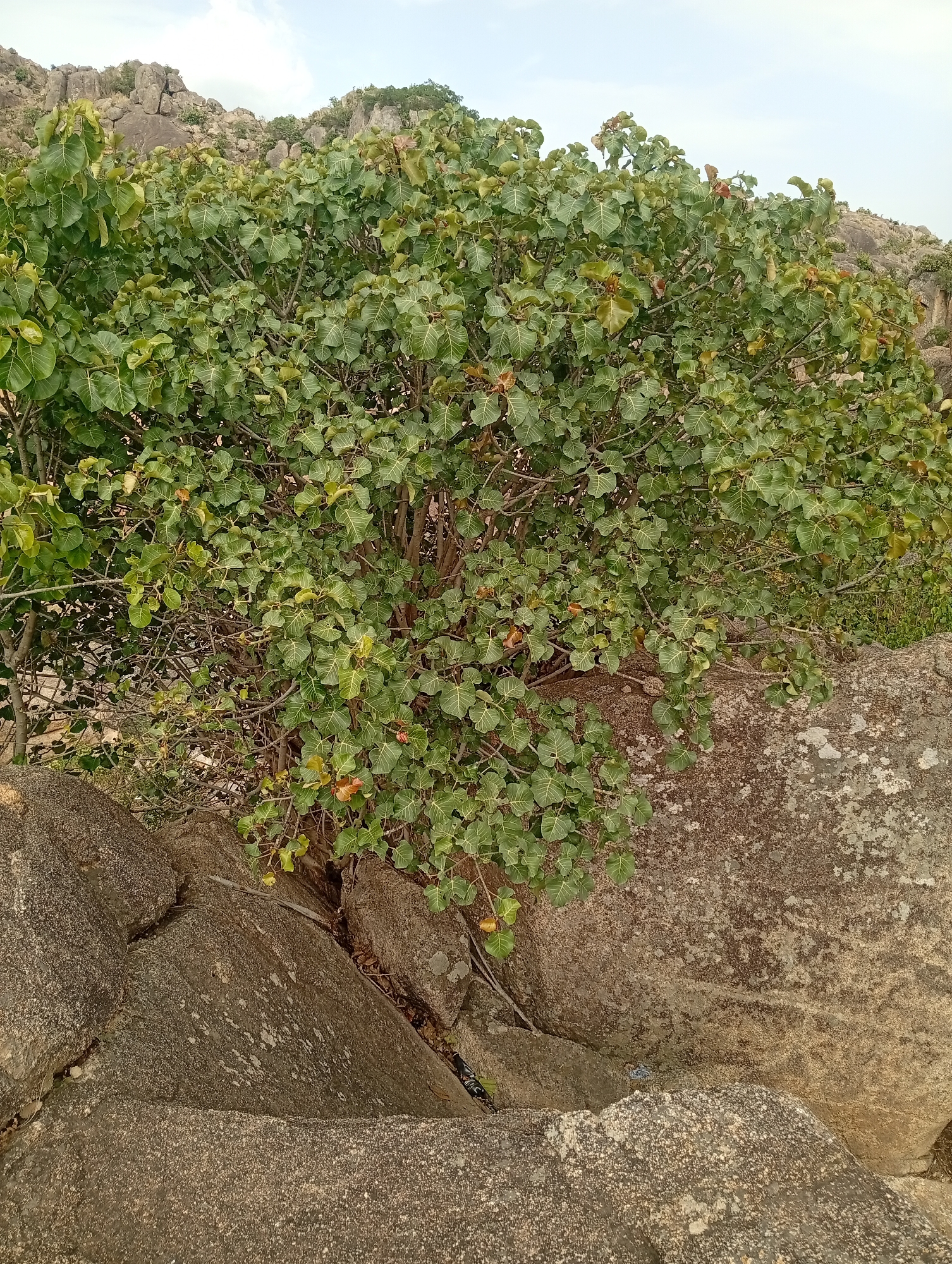 The image shows a tree growing out of a rocky outcrop in Barakin Akawo, Nigeria. The tree has heart-shaped green leaves. The rocks are rough and gray-brown. The sky is light blue. Additional rocks and trees are visible in the background.
