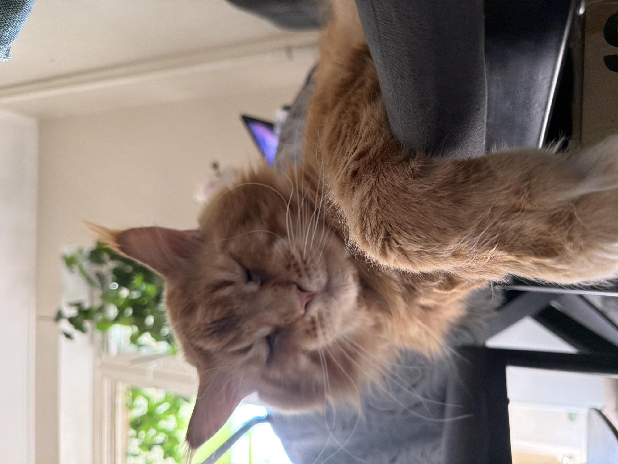 A large, fluffy orange Maine Coon cat is asleep, draped over the side of a dark gray scratching post or cat tree. The cat's face is close to the camera, with its eyes closed and its nose a light pink. Long white whiskers fan out from its muzzle. The cat's fur is a warm, ginger color.
The background is softly blurred. To the left, out of focus, is a window with green foliage visible outside, suggesting it is daytime and possibly a pleasant day. The interior appears to be a home, with pale walls and what looks like a light-colored ceiling or shelf. A laptop screen with a purple glow is visible in the far background, suggesting the cat is in a room where someone might be working or relaxing. The overall impression is one of comfort and peaceful slumber. There is no visible text in the image. The provided location context of Чёрная, Russia is not visually inferable from the image itself.