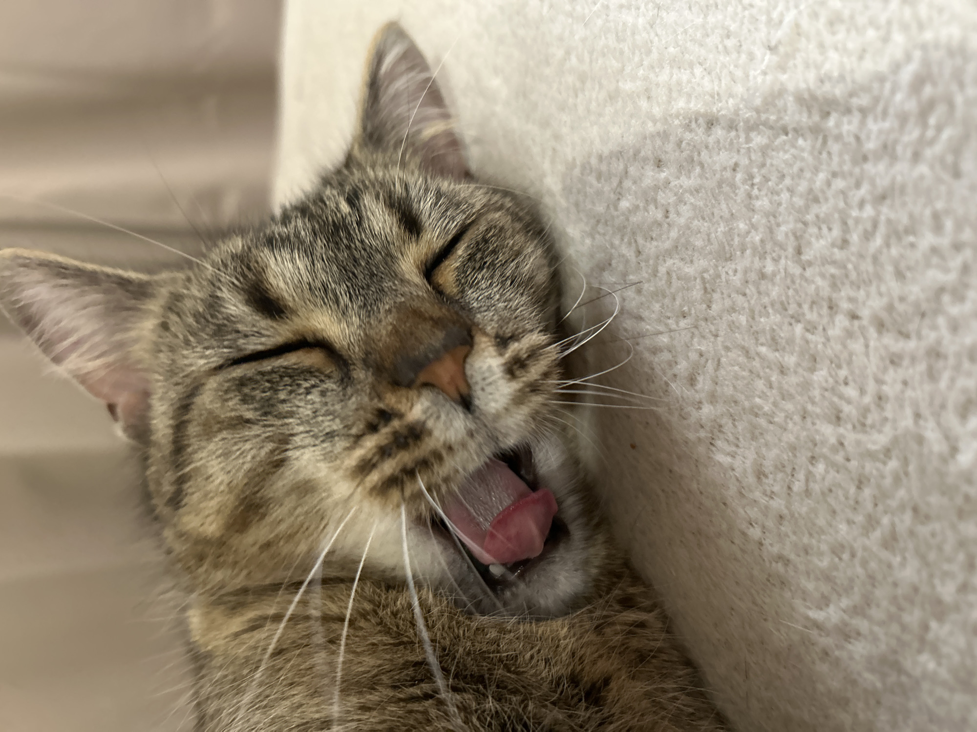 A close-up, horizontal full-frame photograph captures a domestic short-haired tabby cat lying on a light-colored, textured surface. The scene is identified as being within the city of Sofia, Bulgaria. The cat, exhibiting brown, grey, and black striped fur, is seen mid-yawn, with its eyes closed and its pink tongue fully extended and slightly curled. Its mouth is wide open, revealing the roof of its mouth and some white teeth/gums. Prominent white whiskers fan out from its muzzle. The top of its head and ears are visible towards the upper right, while the lower left shows more of its body fur. The background is softly blurred to a warm beige or light brown tone, consistent with an indoor setting. The foreground surface appears to be a soft fabric, such as a blanket or carpet, textured with small, tight loops or fibers.