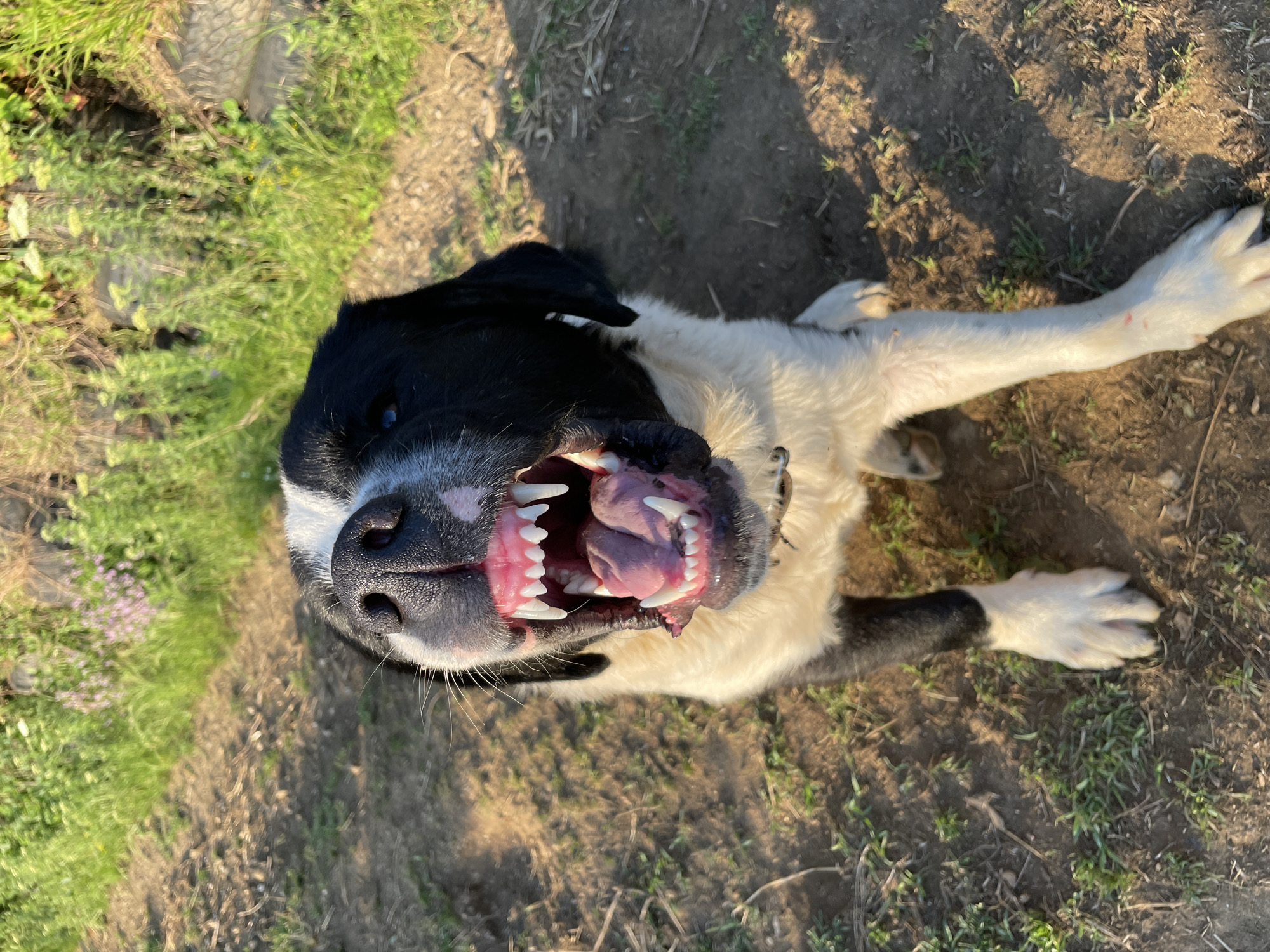 This image captures a black and white domestic canine situated on a dirt path in Zlatograd, Bulgaria. The dog is seated, facing forward with its mouth wide open, prominently displaying its white teeth, pink gums, and tongue. Its fur is black across its head, ears, and back, contrasting with white fur on its snout, chest, abdomen, and lower legs. A faint reddish discoloration is present on the inside of its front right paw. The immediate ground consists of dry, light brown soil interspersed with sparse green grass and dried organic matter. The background features dense green foliage, including various plants, grasses, and small purple and yellow wildflowers. Partially obscured dark, cylindrical objects, consistent with stacked tires, are visible within the vegetation on the right side. The scene is illuminated by direct sunlight, casting shadows on the ground and dog.