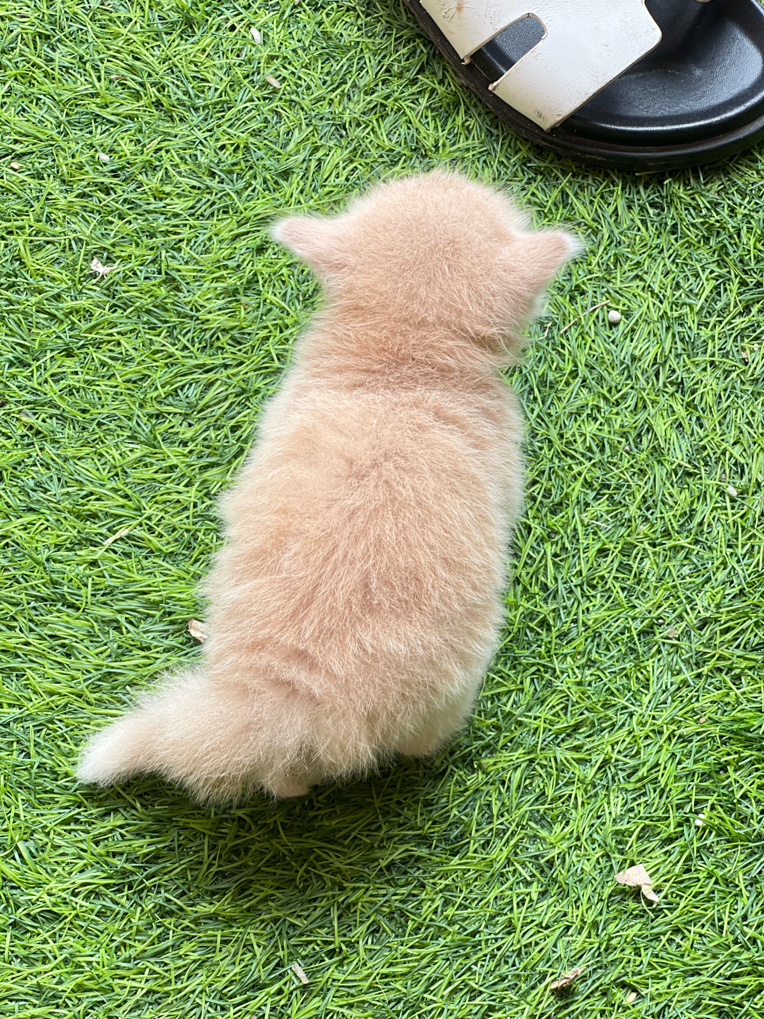A fluffy, light brown kitten is positioned facing away from the camera, resting on a patch of bright green artificial grass. The kitten's fur appears soft and wispy, with small, pointed ears visible. Its tail, also covered in the same light brown fur, extends slightly to the left. In the upper right corner of the image, a portion of a black sandal with a white strap is visible. The scene is outdoors, possibly in a yard or patio area. There are no people or interactions depicted, and the environment is clean and well-maintained. This scene is not located in Denpasar, Indonesia.