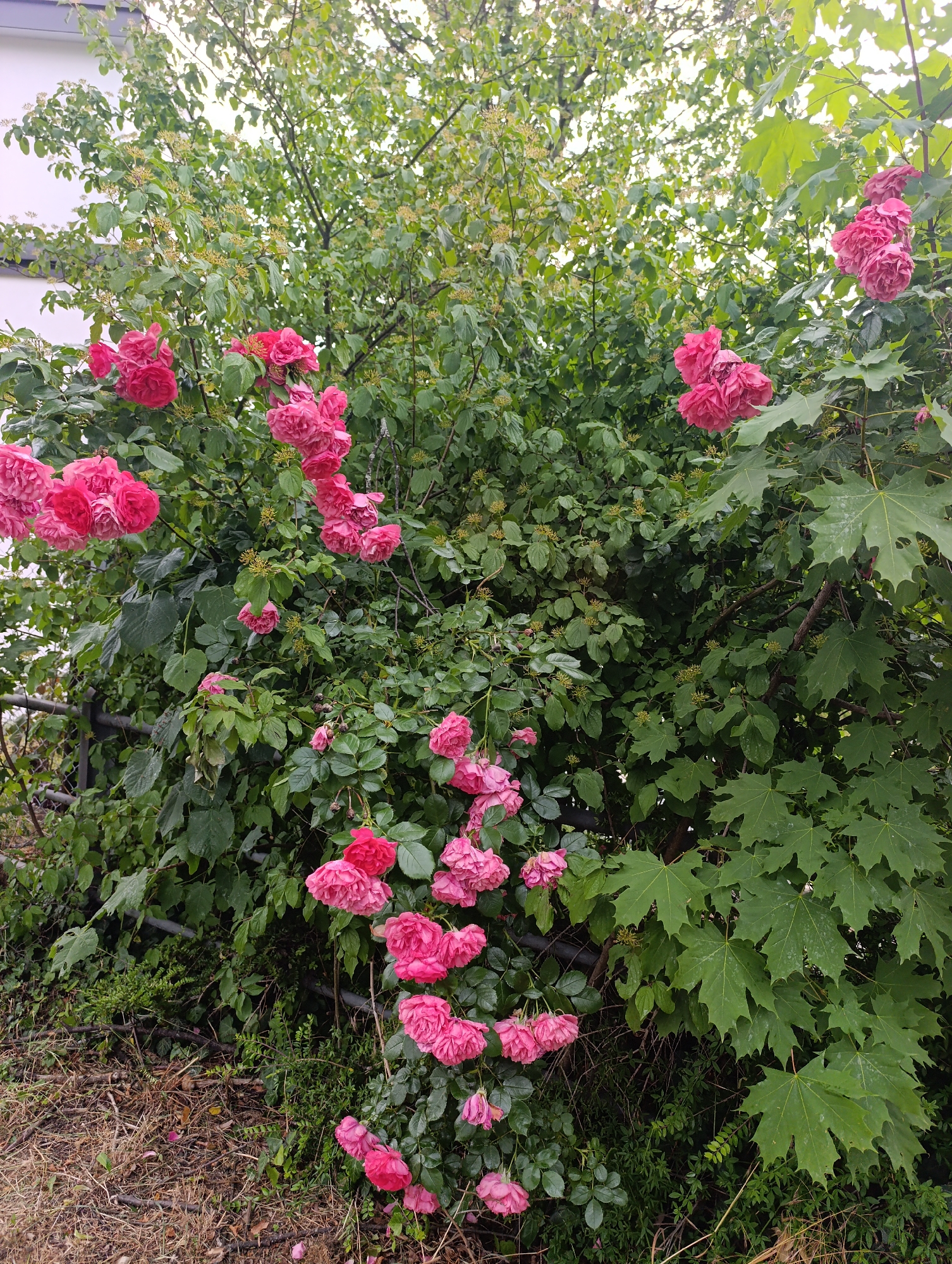 A cluster of vibrant pink roses blooms prominently on the right side of the image, interspersed with the deep green foliage of surrounding trees and shrubs. In the background, a portion of a building with a white facade is visible on the left. The scene appears to be a natural setting, possibly a garden or park within the city of Pfullingen, Germany, given the context. There are no people or animals present in the frame. The overall impression is one of natural beauty and tranquility.
