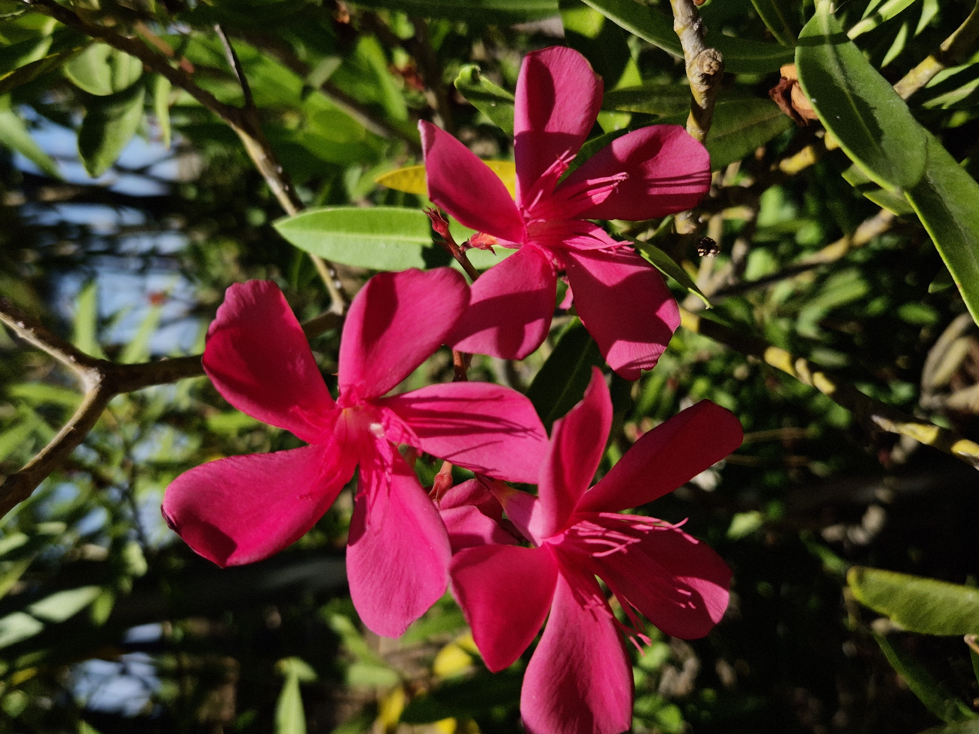 Three bright pink Oleander flowers are in full bloom, facing the viewer. The flowers are arranged in a cluster, with two flowers in the foreground and one slightly behind and above. The petals are delicate and slightly curled, with a star-like shape. The center of each flower reveals thin, pink stamens. The background is a blur of green foliage and branches, suggesting an outdoor setting in a garden or park. Sunlight dapples through the leaves, creating highlights and shadows on the petals. The overall impression is one of natural beauty and vibrant color. It's not possible to determine the exact location within Taranto, Italy from this image alone.