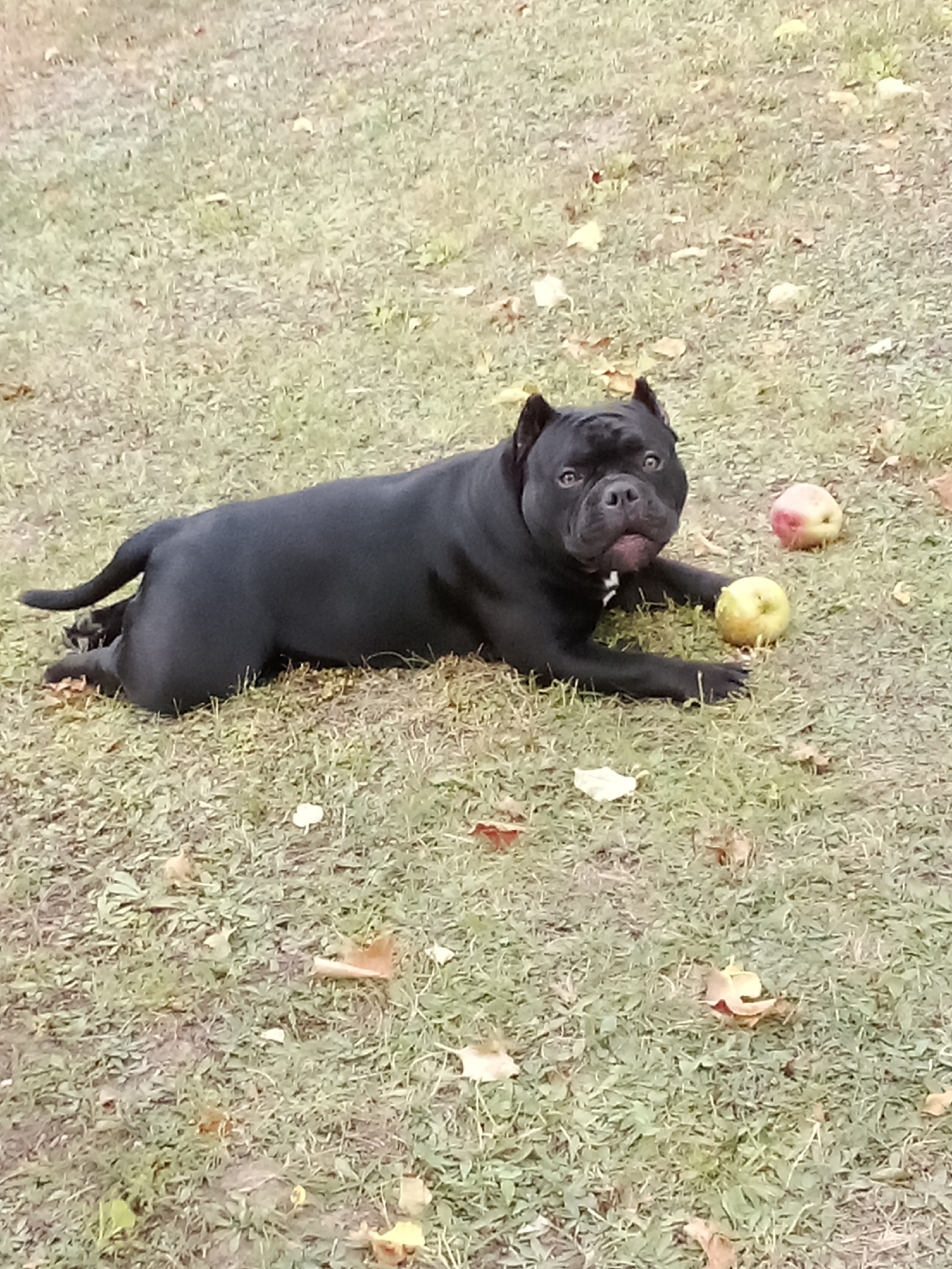 A black dog lies on a patch of grass dotted with fallen leaves. The dog, appearing to be a bully breed, is facing the camera with its head slightly raised and its mouth open. Two apples are visible on the grass near the dog; one is green and the other is red and yellow. The background is a continuation of the grassy, leaf-strewn ground, with no distinct urban features visible. The location in Chemerivtsi, Ukraine is not discernible from the image itself.