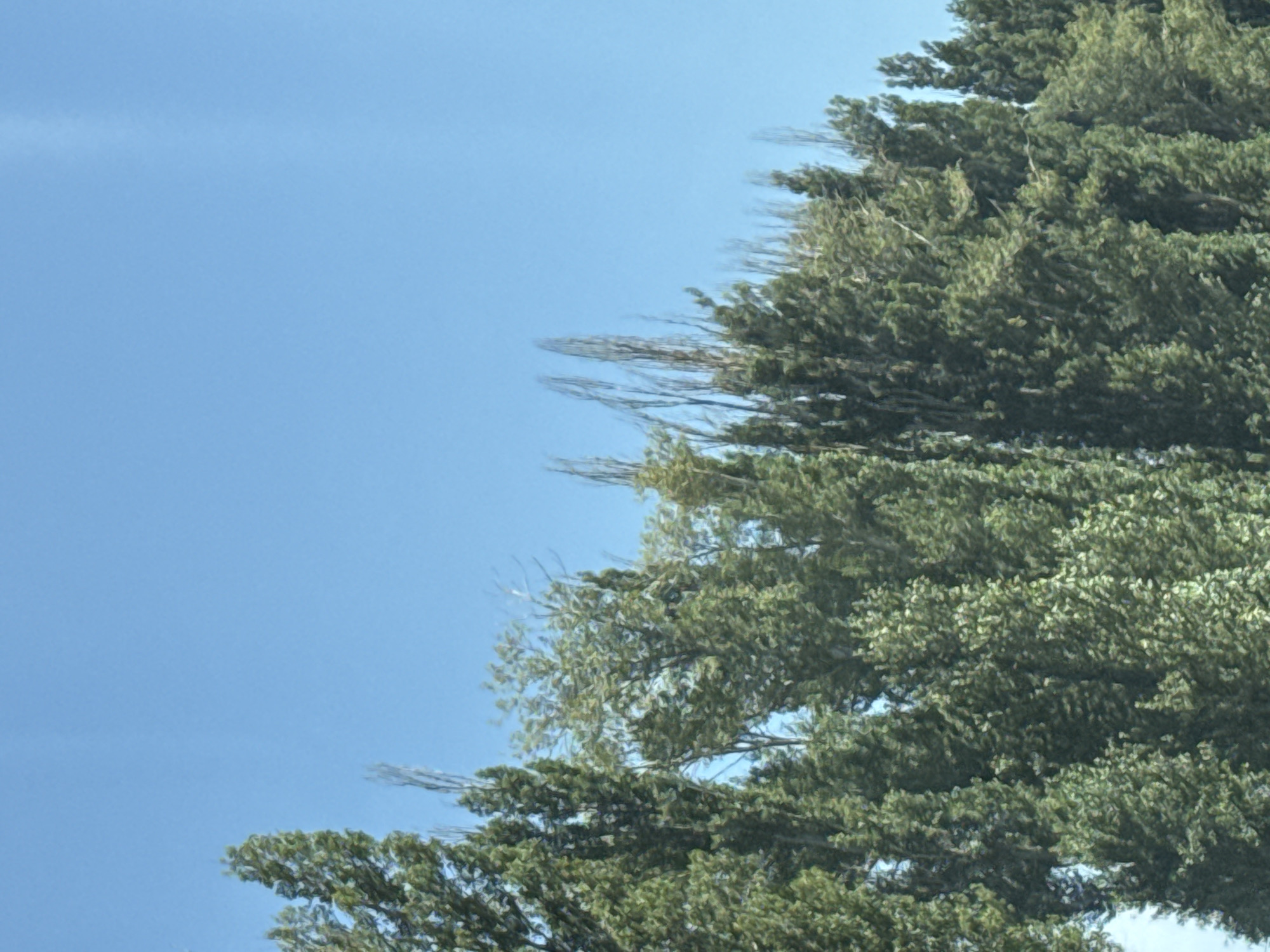 The image shows a row of tall trees against a bright blue sky. The trees are lush and green, with dense foliage. Some of the trees appear to be taller and more slender than others, with thinner branches reaching upwards. The sky is clear and cloudless, suggesting a sunny day. The image does not depict any people, structures, or identifiable landmarks that would specifically place it in Kara-Talaa, Kyrgyzstan. The scene is natural, focusing solely on the trees and the sky.