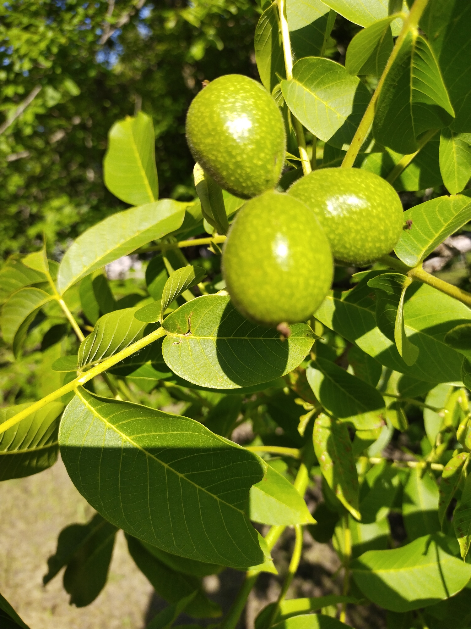 The image captures a close-up view of a walnut tree branch bearing three unripe, ovoid green walnuts, illuminated by direct sunlight in Horishni Plavni, Ukraine. The walnuts exhibit reflective highlights on their slightly textured, firm surfaces. The branch features numerous lush green pinnately compound leaves with clearly visible venation, casting prominent, sharp shadows on adjacent foliage and nuts, indicative of strong, direct sunlight. Some leaves show minor dark speckles or irregularities. The background is softly blurred, comprising verdant foliage and hints of blue sky, with a patch of light-colored ground visible at the bottom right. No people or human activity are present.