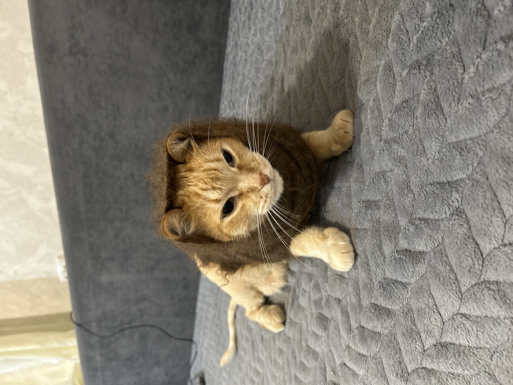A ginger cat, adorned with a brown lion's mane costume, rests on a gray, textured blanket. The cat is positioned in a lying down pose, with its front paws extended forward and its hindquarters slightly raised. The cat's tail is extended out to the left. The background consists of a dark gray sofa, partially visible, and a wall with a light-colored, textured finish. The overall lighting is soft and diffused. The image was taken in Sibay, Russia.