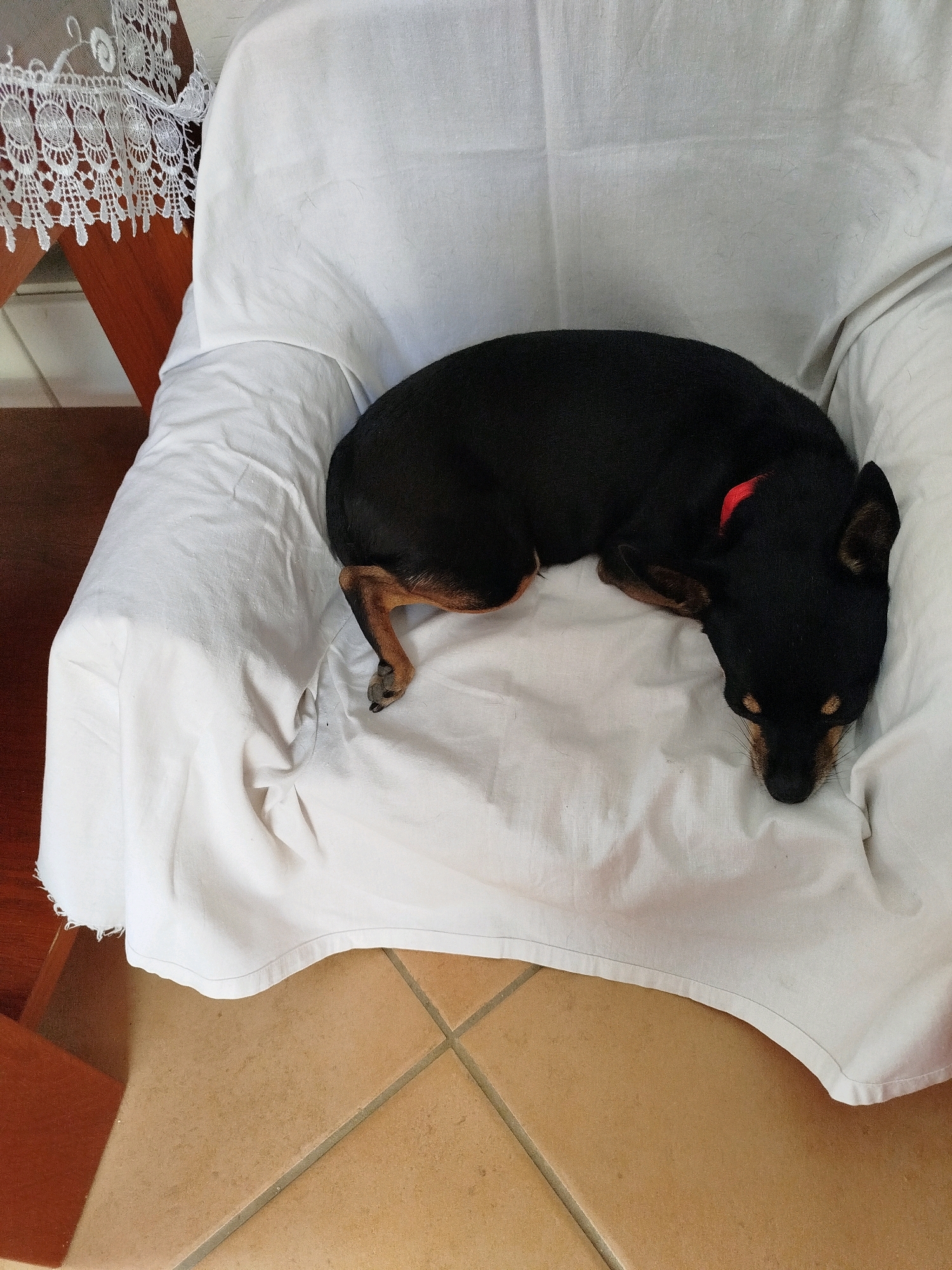 A black dog with reddish-brown legs and ears is sleeping on a white sheet covering a chair. The dog is curled up with its head resting on its paws. A red collar is visible around the dog's neck. The chair is in a room with tiled flooring. The image is taken from a high-angle perspective.