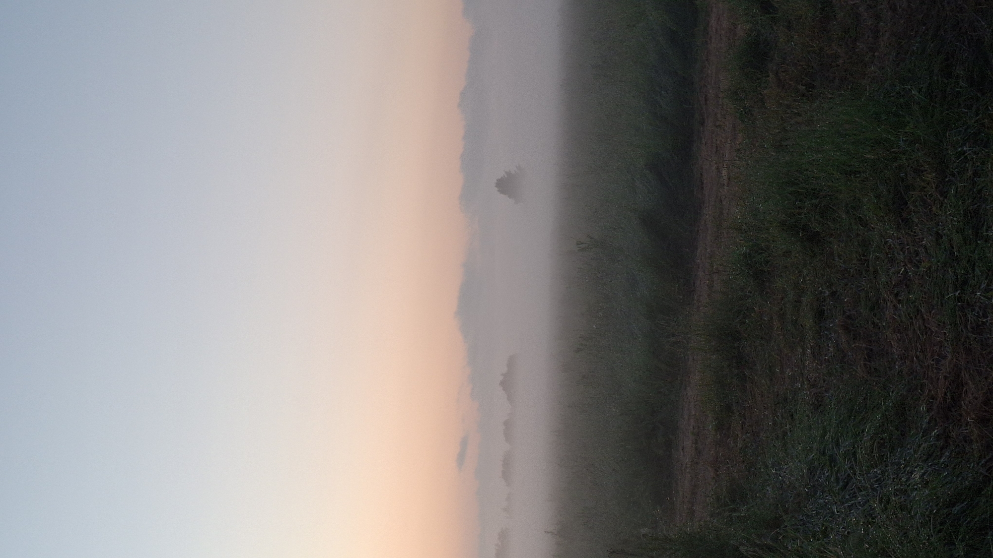 This is a vertical, low-angle, wide shot of a foggy, rural landscape at sunrise in Kaporskoe, Russia. The left half of the image depicts a soft, gradient sky transitioning from a pale blue at the top to a warm, peachy-orange near the horizon. A dense layer of fog blankets the middle ground, obscuring any distant details and creating a mystical atmosphere. Within the fog, a solitary, silhouetted tree can be seen, adding a touch of mystery to the scene.
The right half of the image shows a dark, grassy field, possibly a meadow or agricultural land. The grass appears damp, with dew drops visible, hinting at the early morning hour and the cool, misty weather. A narrow strip of tilled earth or a path runs along the edge of the grass, separating it from the fog-filled field. The overall mood is serene and tranquil, evoking a sense of quiet contemplation as the day begins. The low light and diffused fog suggest it is early morning, likely during a cooler season. There is no visible text in the image.